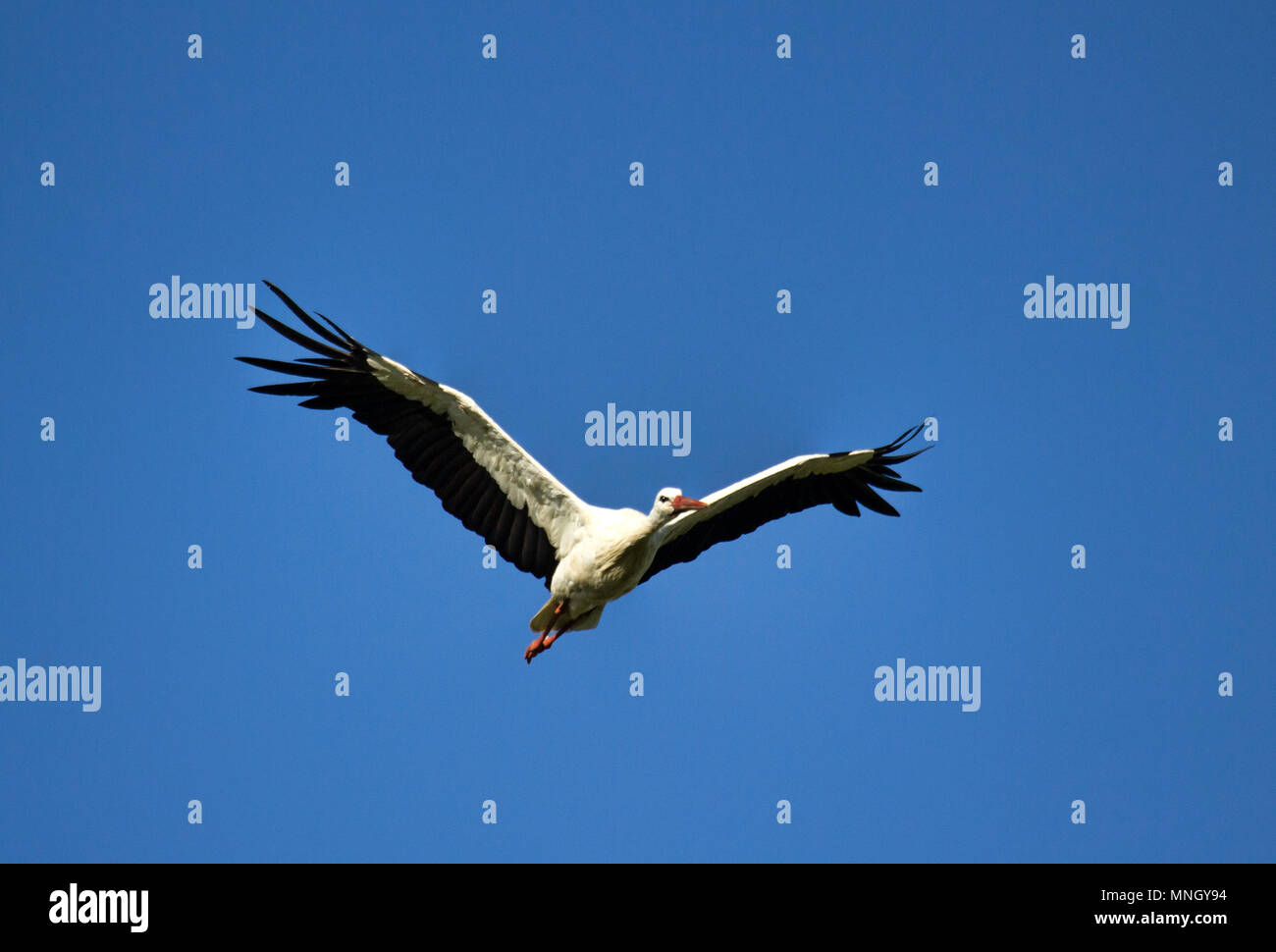 Flying cicogna bianca (Ciconia ciconia) close up di cielo blu. Le rane e serpenti mangiatore. Simbolo della casa e la gravidanza Foto Stock