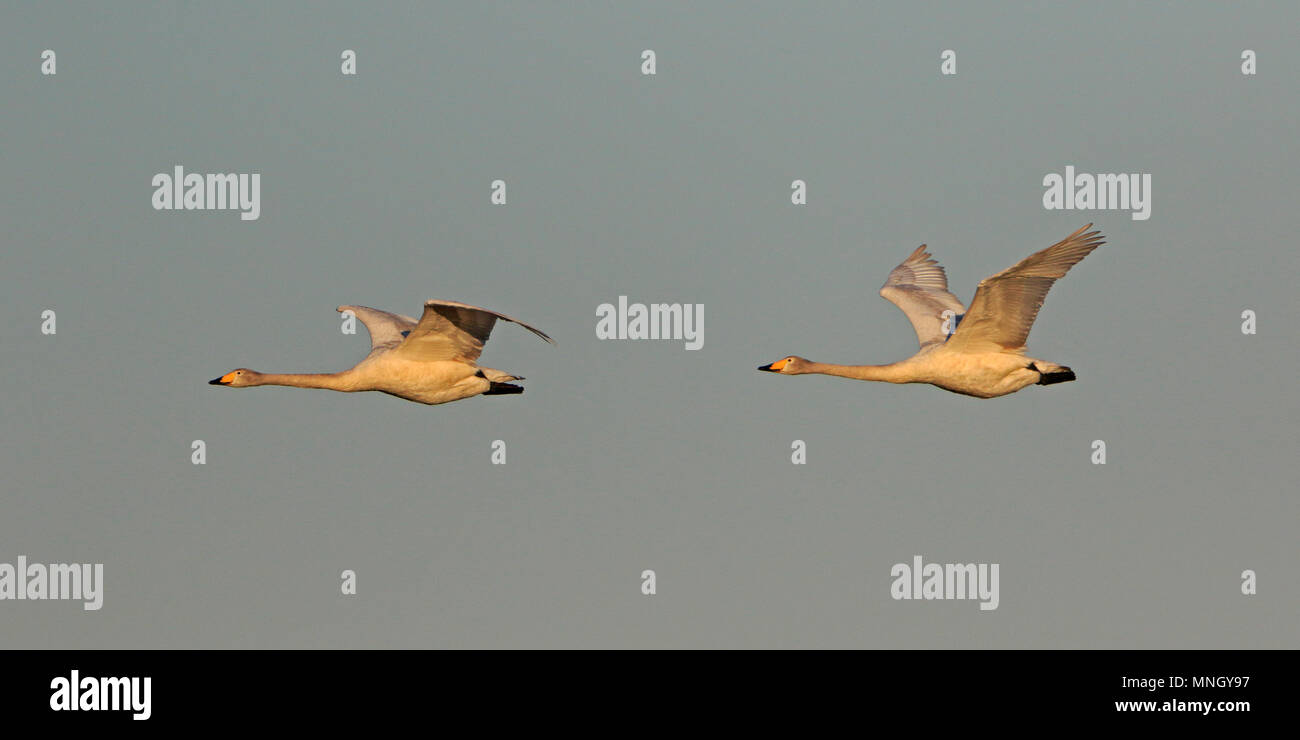 Whooper cigni in volo a Oulu FINLANDIA Foto Stock