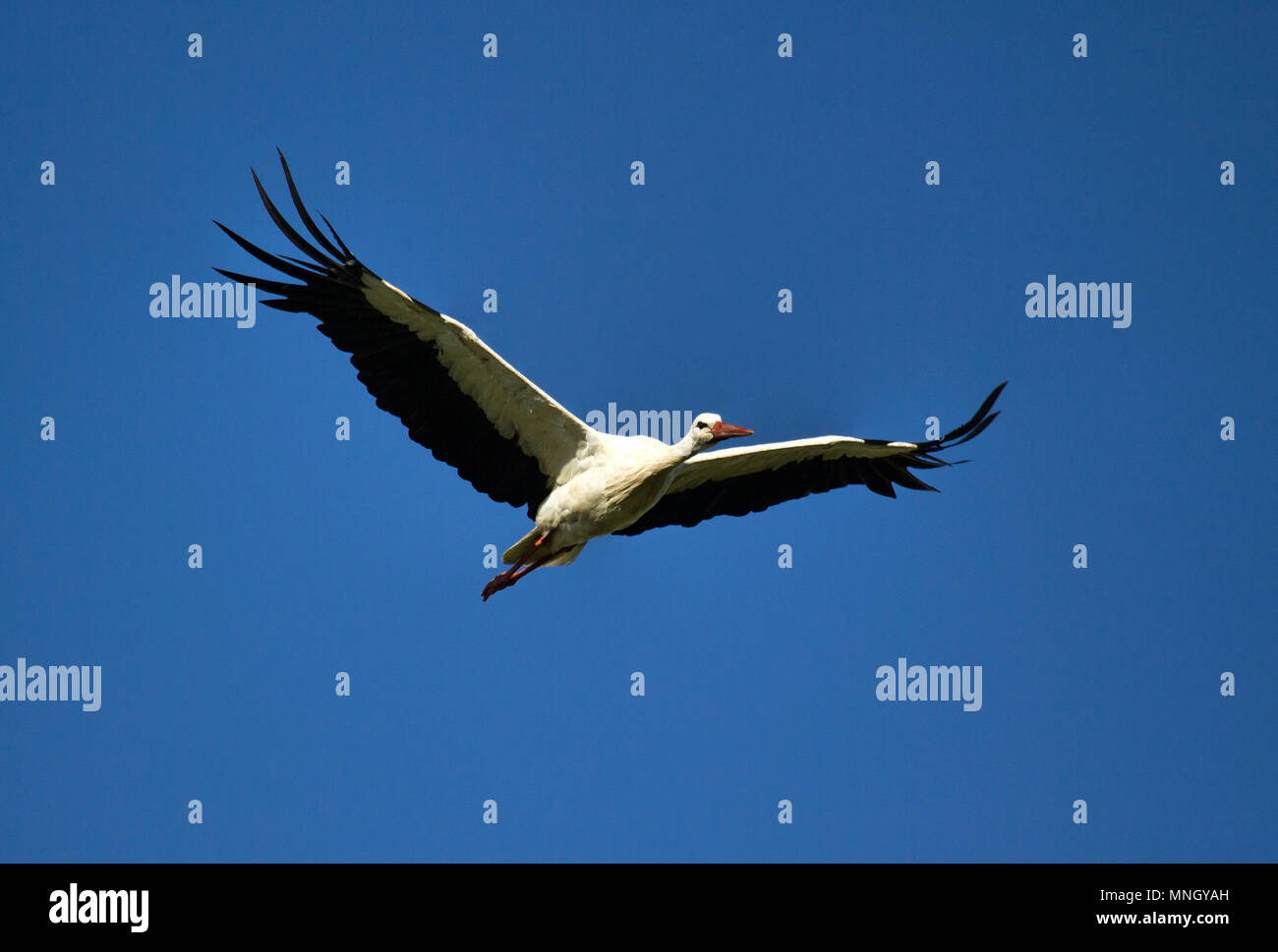 Flying cicogna bianca (Ciconia ciconia) close up di cielo blu. Le rane e serpenti mangiatore. Simbolo della casa e la gravidanza Foto Stock