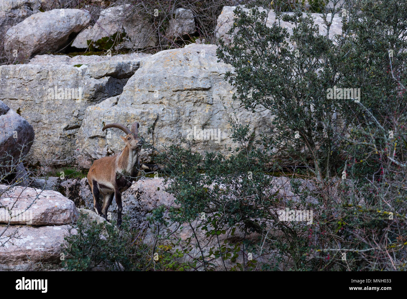 IBERIAN IBEX - CABRA MONTES o IBICE IBERICO (Capra pyrenaica), Torcal de Antequera Riserva Naturale, Malaga, Spagna, Europa Foto Stock