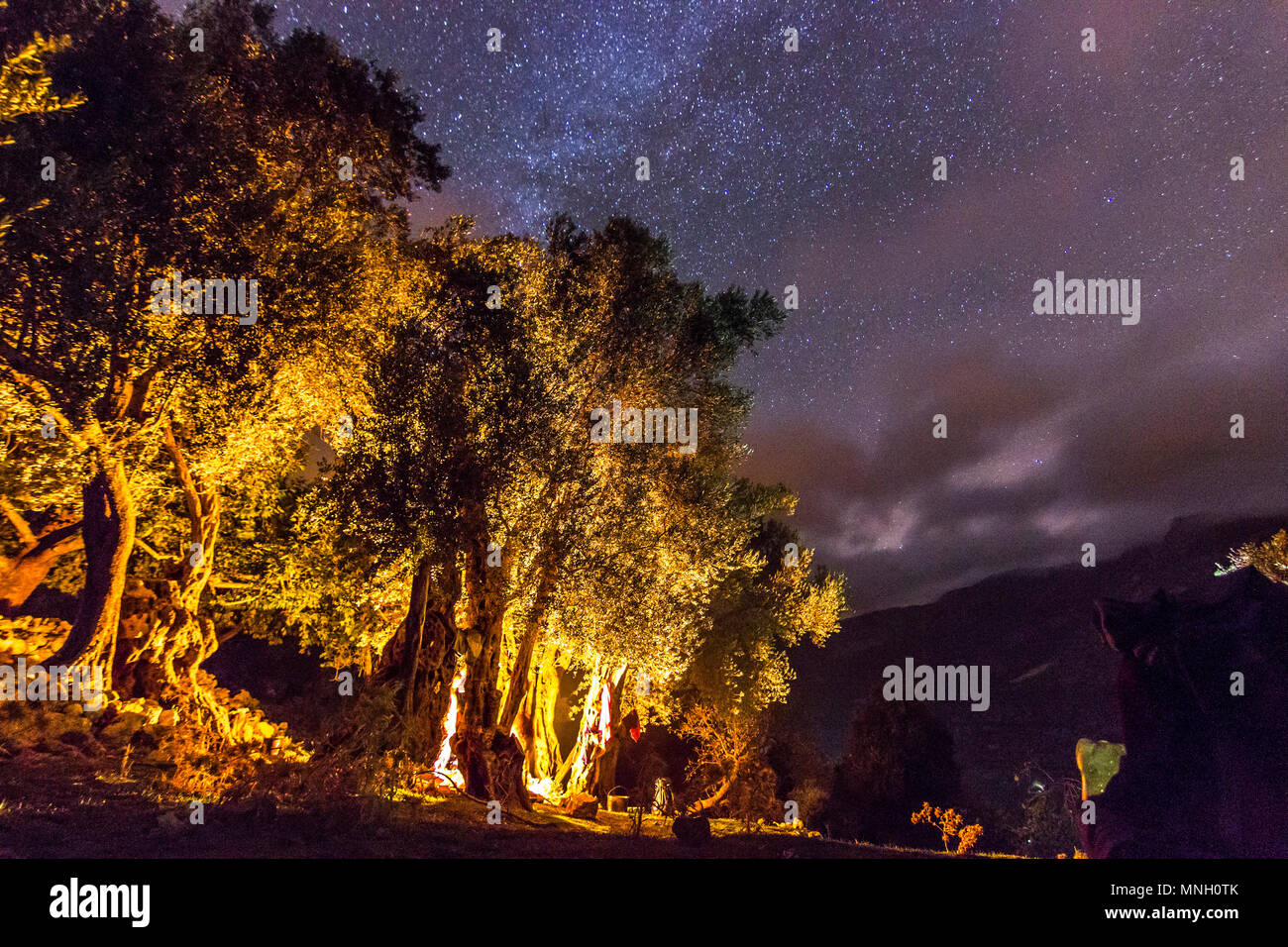 Foresta con falò di notte con le stelle su sky Foto Stock