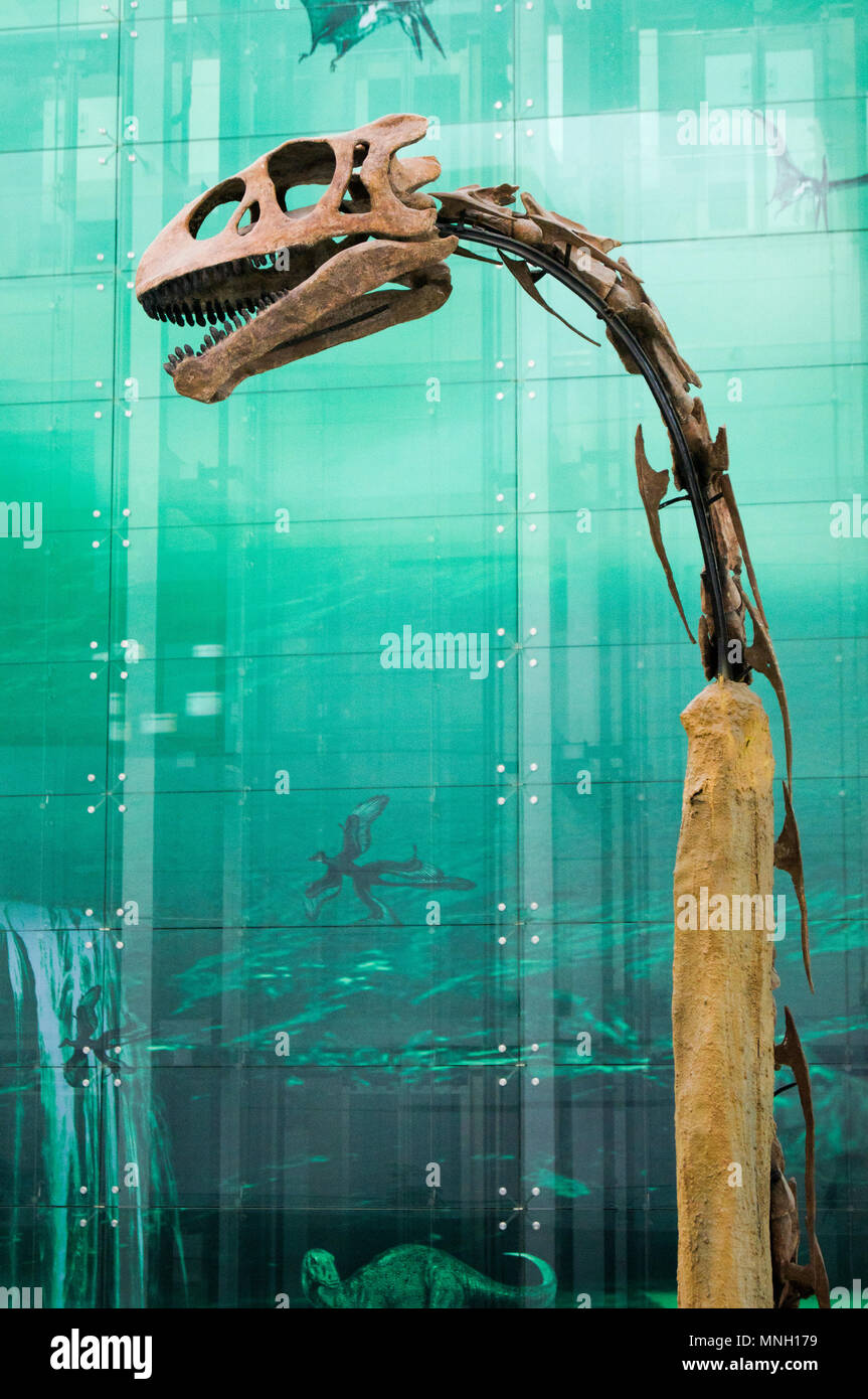 La testa e il collo di un dinosauro Sauropod (Diplodocus) del Giurassico in una visualizzazione alla Cina Museo di Scienza e tecnologia a Pechino in Cina. Foto Stock