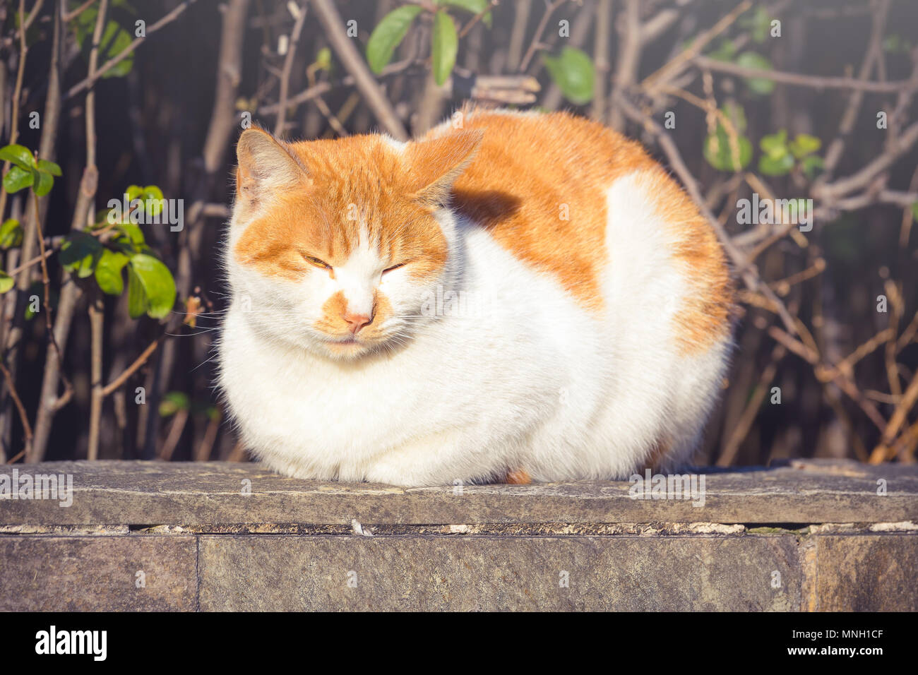 Simpatico gatto arancione di riposo e relax all'aperto Foto Stock