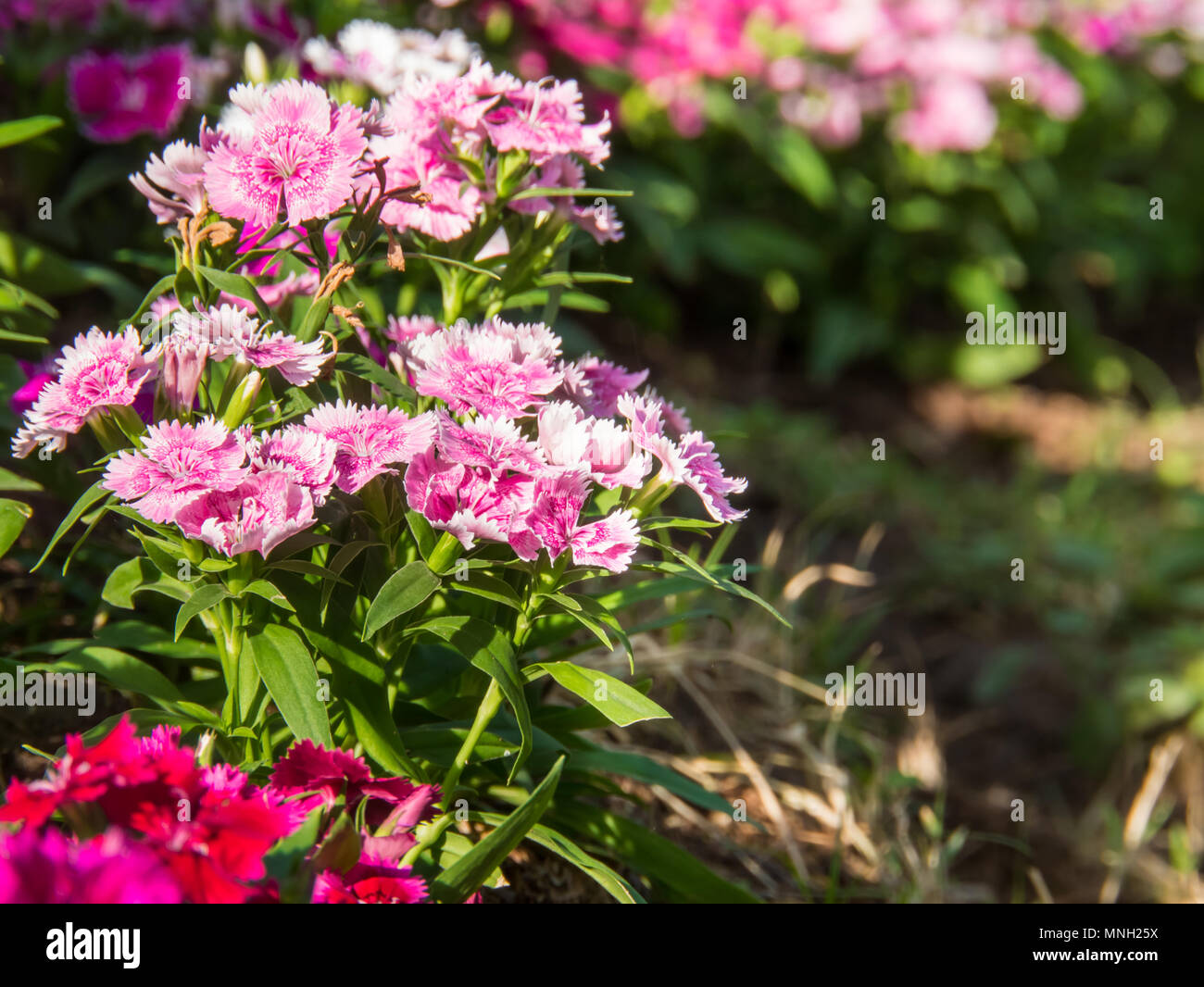 Fiore rosa sullo sfondo Foto Stock