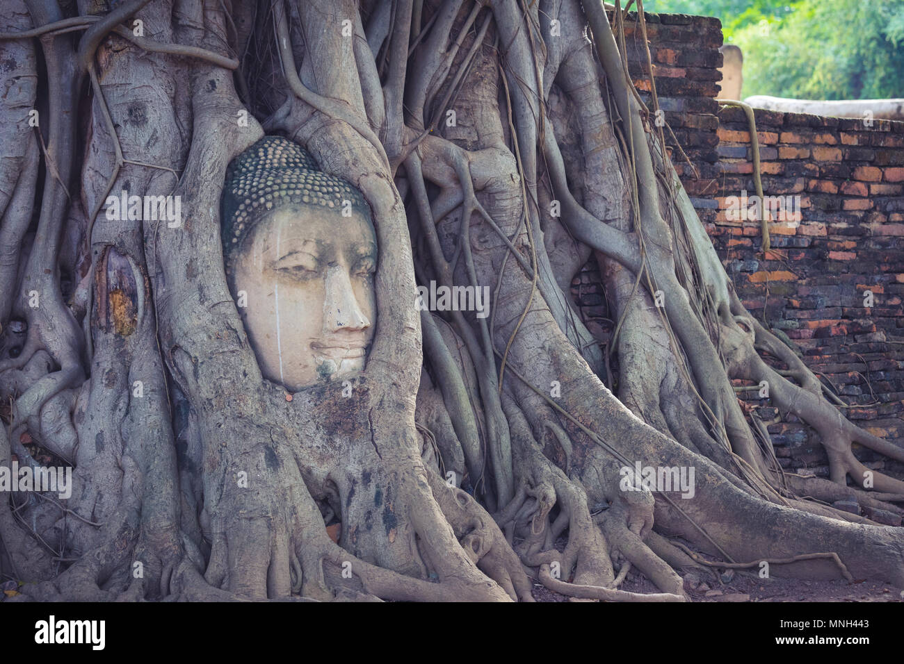 Testa di buddha in radici di albero , Ayutthaya , della Thailandia Foto Stock
