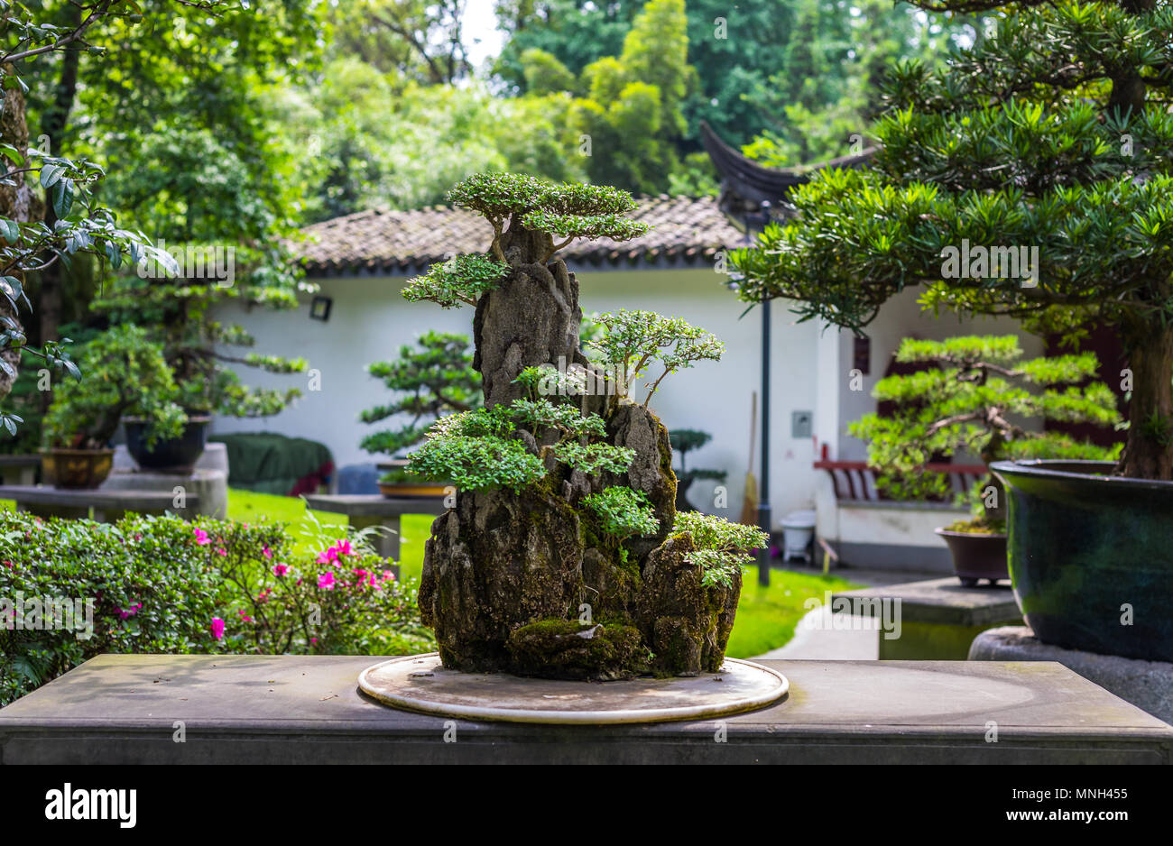 Bellissimo albero di bonsai in un giardino giapponese durante il giorno . Foto Stock