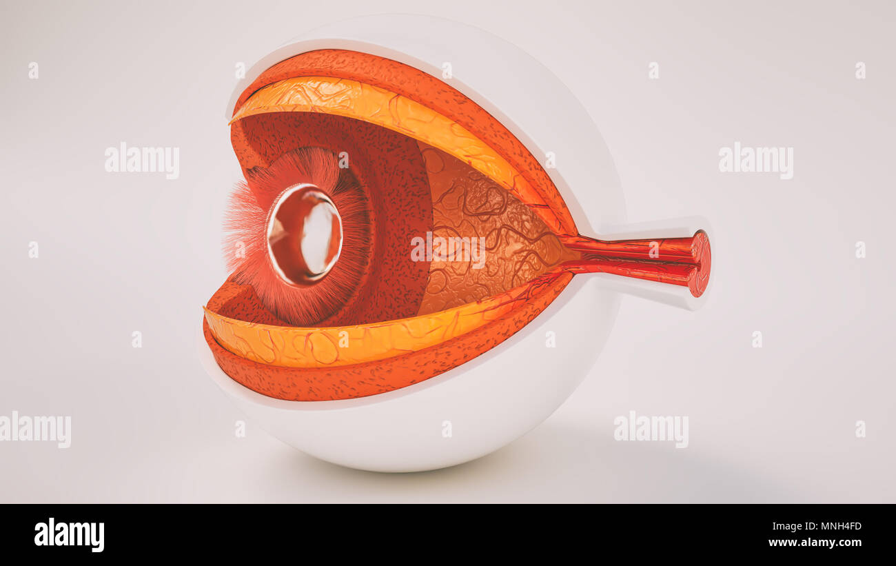 Occhio umano anatomia molto dettagliata in sezione trasversale Foto Stock