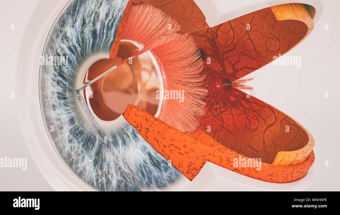 Occhio umano anatomia molto dettagliata in sezione trasversale Foto Stock