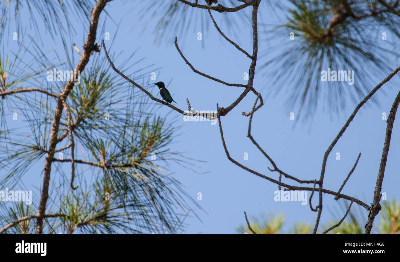 Hummingbird in corrispondenza di un alimentatore Foto Stock