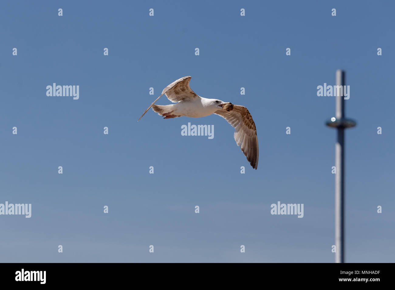 Un gabbiano volare mentre trasporta un guscio. Foto Stock