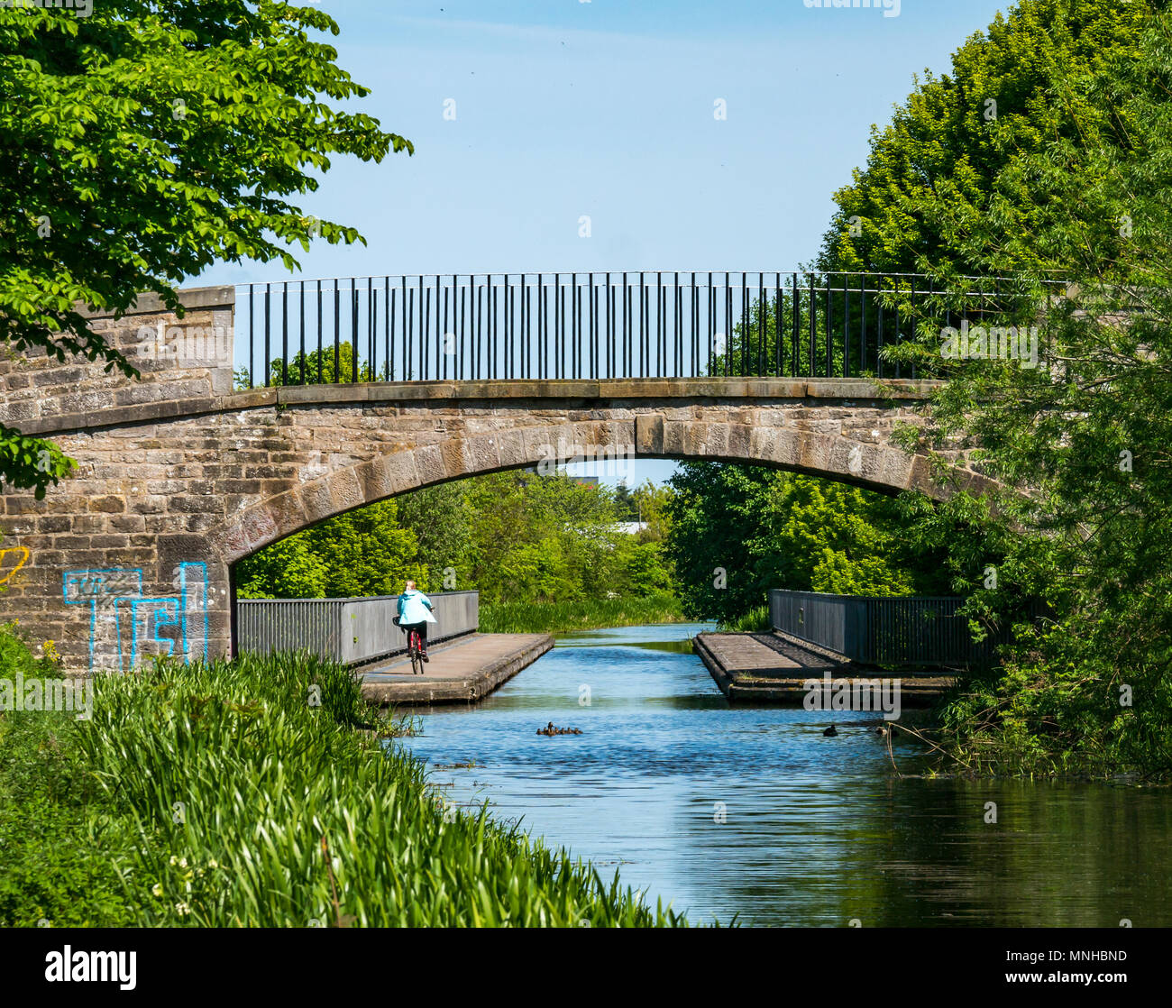 Union canal, Edimburgo, Scozia, Regno Unito, 17 maggio 2018. Un ciclista sul percorso del canale in una giornata di sole e una femmina di Mallard duck con una covata di sette anatroccoli nel canale Foto Stock