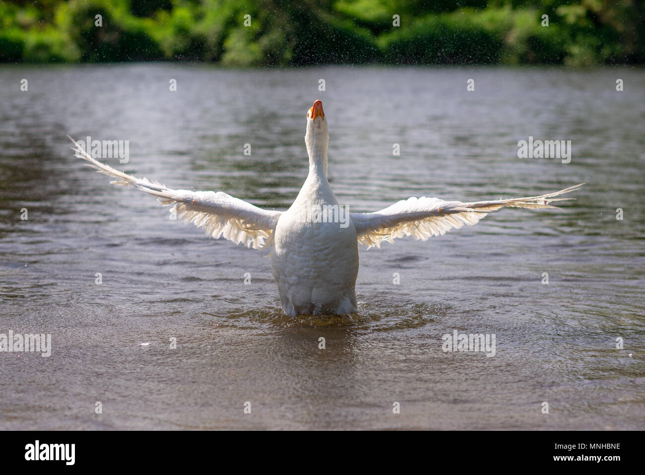 White graylag oca in un lembo, sbattimenti è ali come scrubs fino in acqua di fiume. Foto Stock