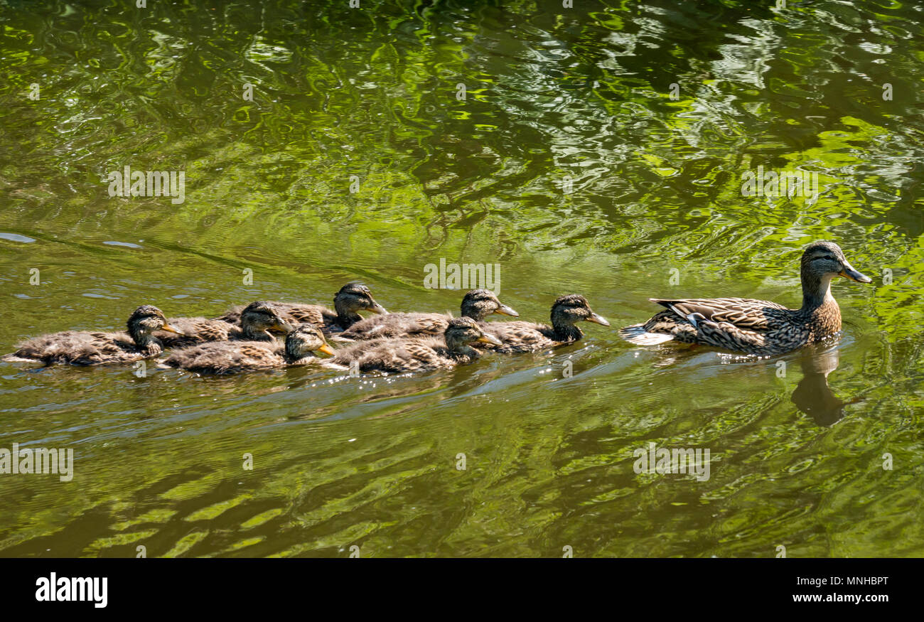 Union Canal, Edimburgo, Scozia, Regno Unito, 17 maggio 2018. Tempo in Gran Bretagna: Un'anatra mallard femminile con un vivaio di sette anatroccoli che nuotano al sole nel canale Foto Stock