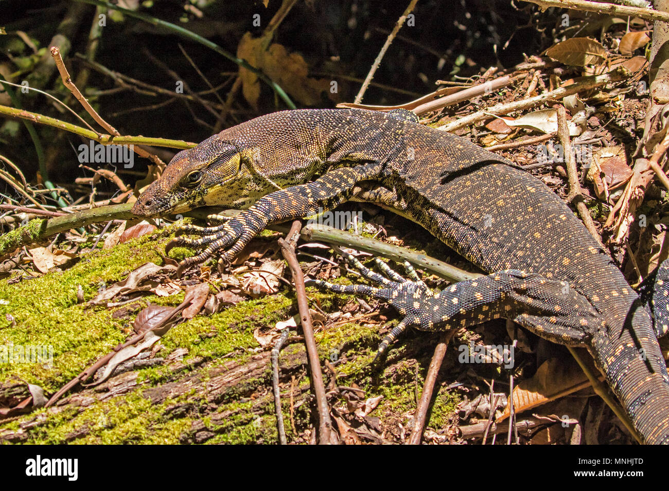 Goanna, Monitor Lizard Parco Nazionale Lamington Foto Stock
