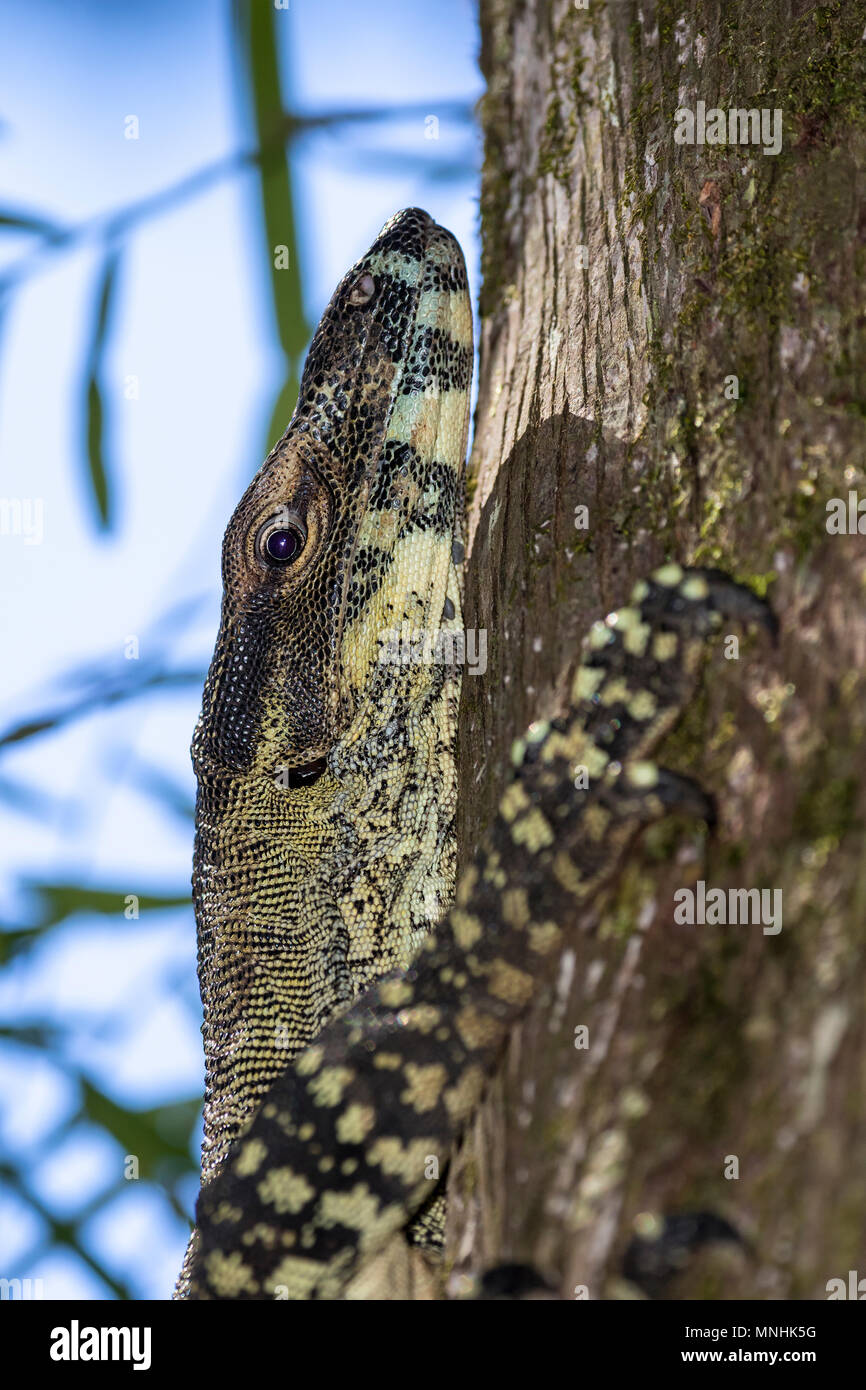 Goanna, Monitor Lizard Parco Nazionale Lamington Foto Stock