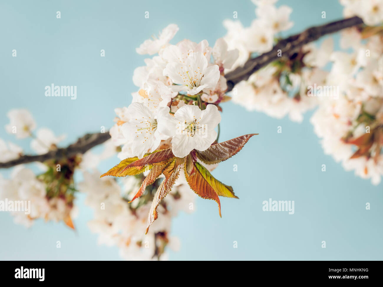 Bianco Ciliegio Blossom Foto Stock
