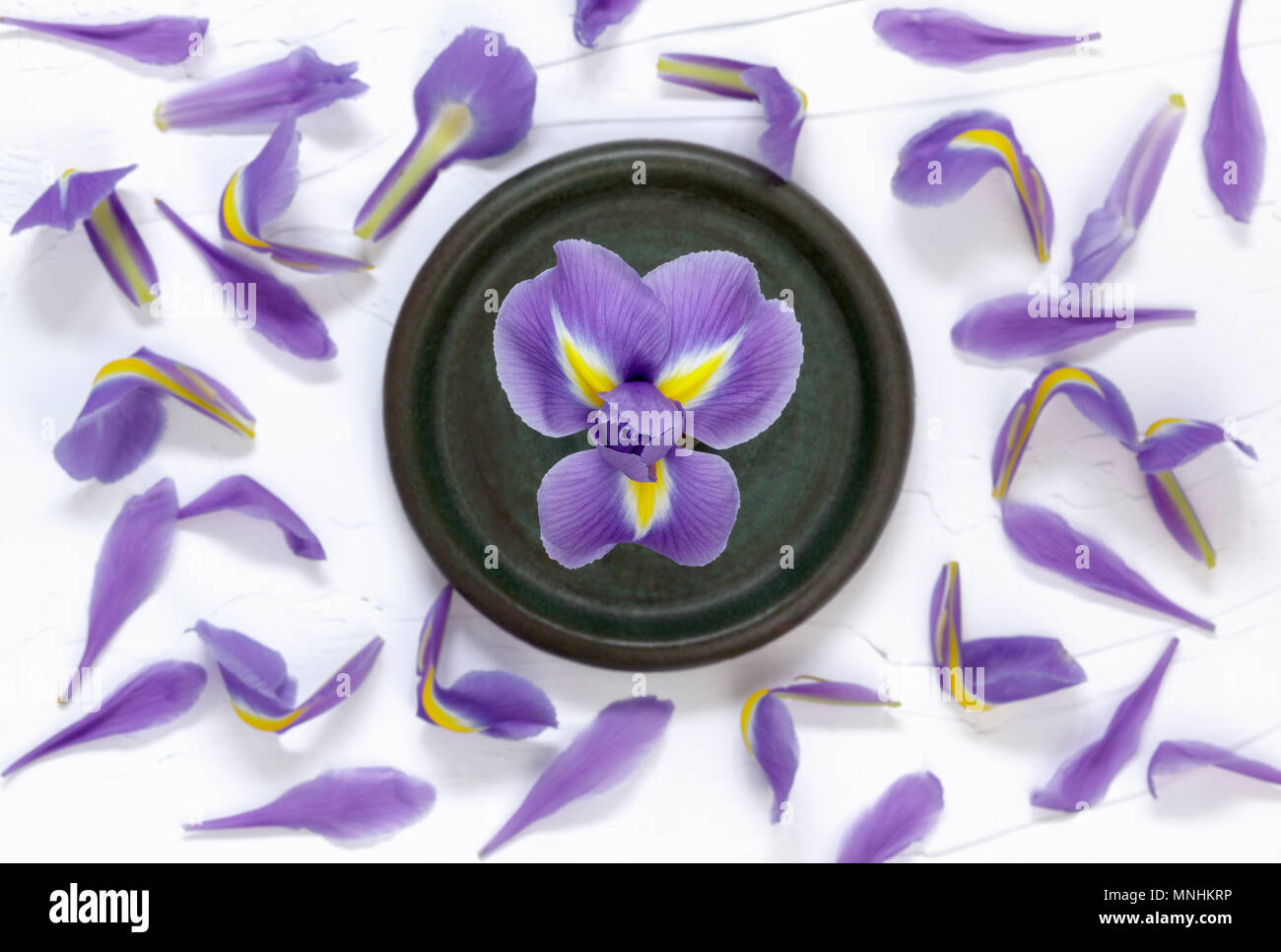 Iris Viola dal di sopra con petali sparsi Foto Stock