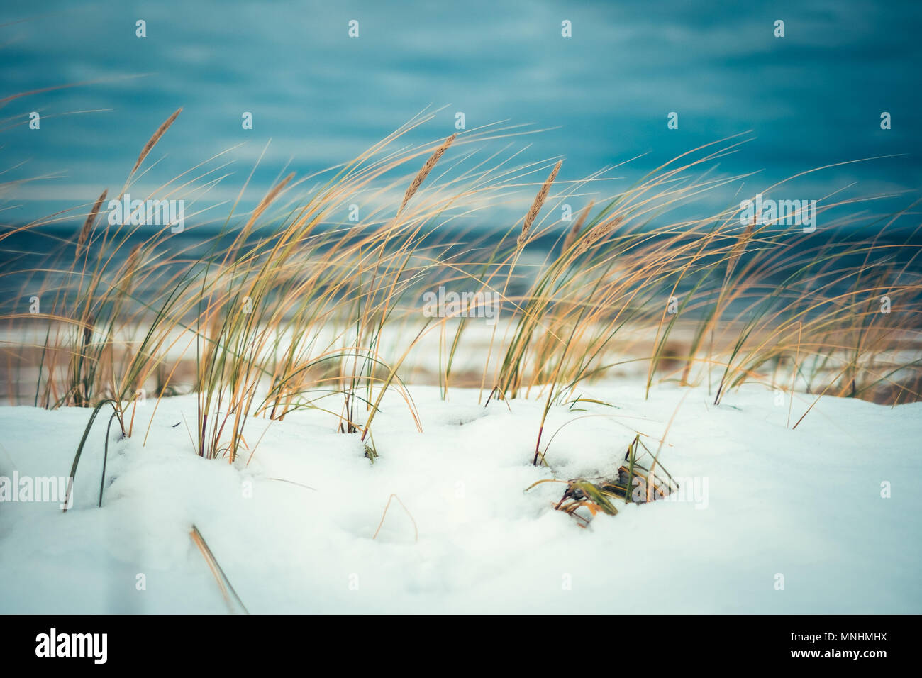 Vento freddo che soffia ance a neve spiaggia coperta in inverno Foto Stock