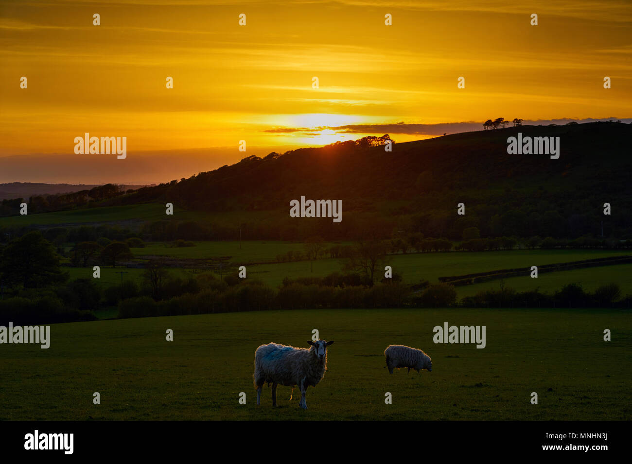 Sunset pecore, Cockermouth. Foto Stock