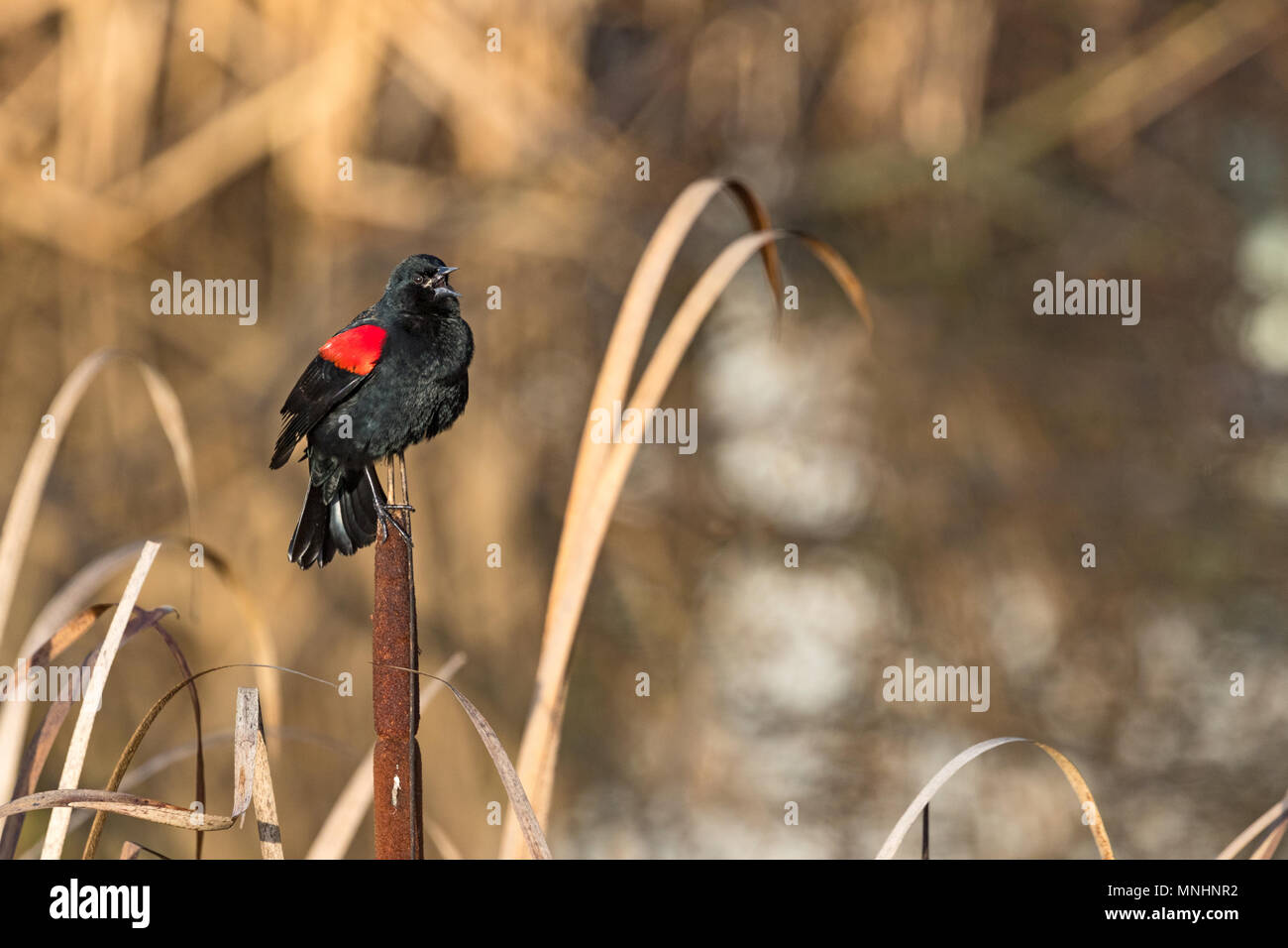 Rosso-winged blackbird, Shollenberger Park di Petaluma, CA. La Palude è stata aggiunta alla lista di Ramsar delle zone umide di importanza internazionale nel 2018. Foto Stock