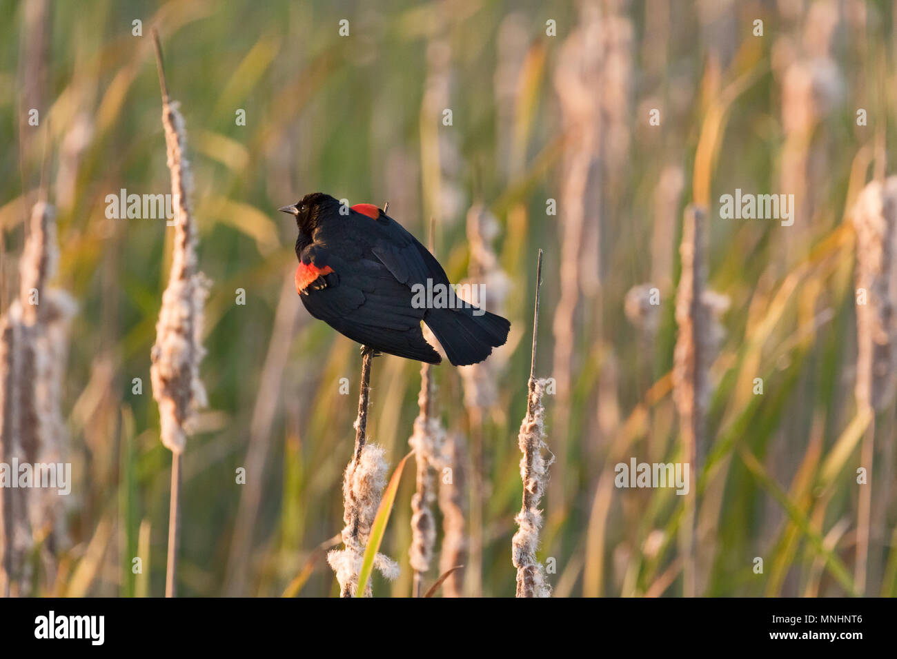 Rosso-winged blackbird, Ellis Creek, Petaluma, CA. La Palude è stata aggiunta alla lista di Ramsar delle zone umide di importanza internazionale nel 2018. Foto Stock