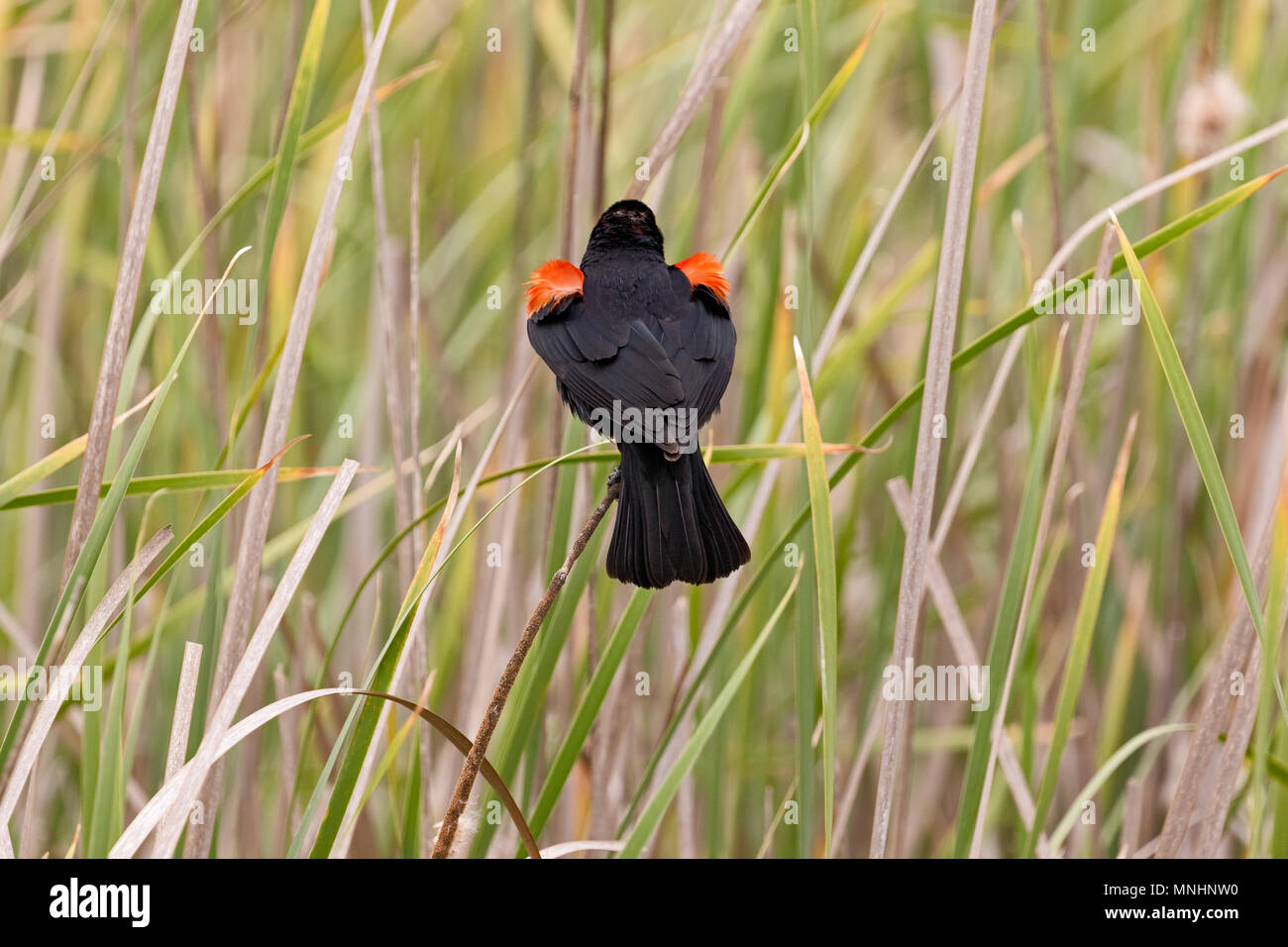 Rosso-winged blackbird, Ellis Creek, Petaluma, CA. La Palude è stata aggiunta alla lista di Ramsar delle zone umide di importanza internazionale nel 2018. Foto Stock