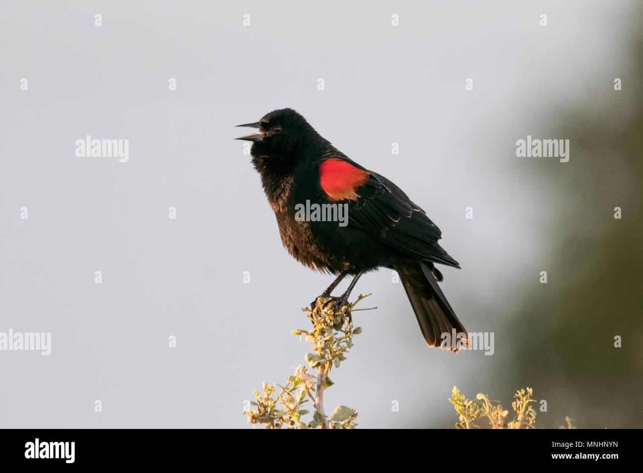 Rosso-winged blackbird, Shollenberger Park di Petaluma, CA. La Palude è stata aggiunta alla lista di Ramsar delle zone umide di importanza internazionale nel 2018. Foto Stock