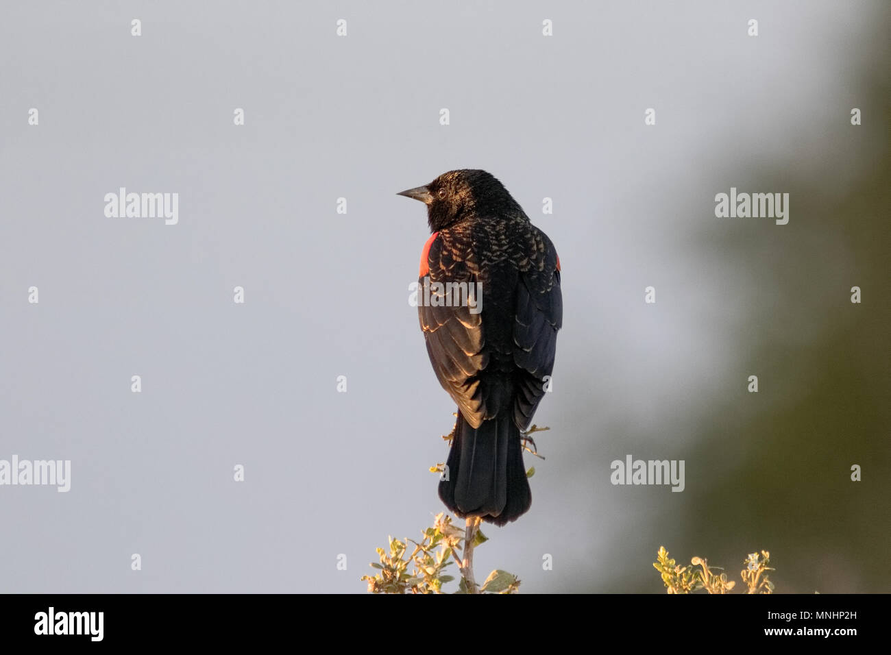 Rosso-winged blackbird, Shollenberger Park di Petaluma, CA. La Palude è stata aggiunta alla lista di Ramsar delle zone umide di importanza internazionale nel 2018. Foto Stock