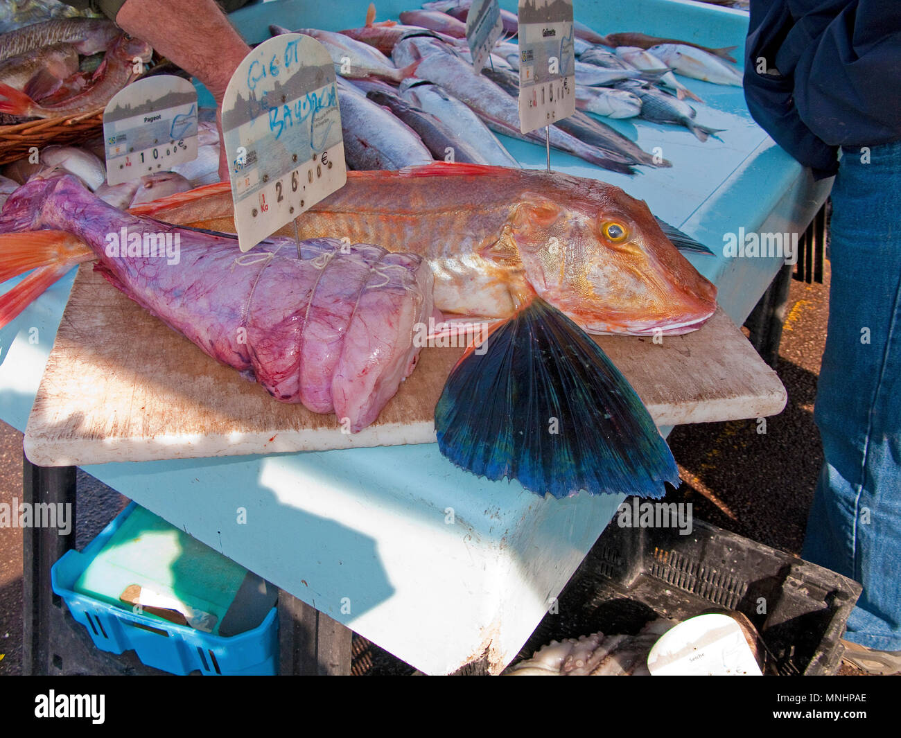 La pesca del giorno, battenti cappone (Dactylopterus volitans), pesce fresco al porto Vieux Port, Marseille, Bouches-du-Rhone, Sud Francia France Foto Stock