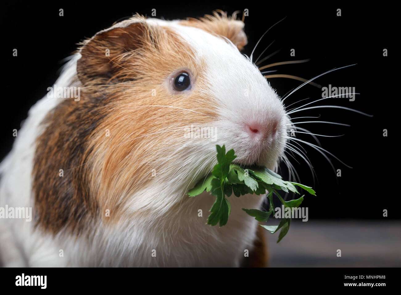 Una piccola cavia feed su foglie di prezzemolo su una tavola di legno. Close-up Foto Stock