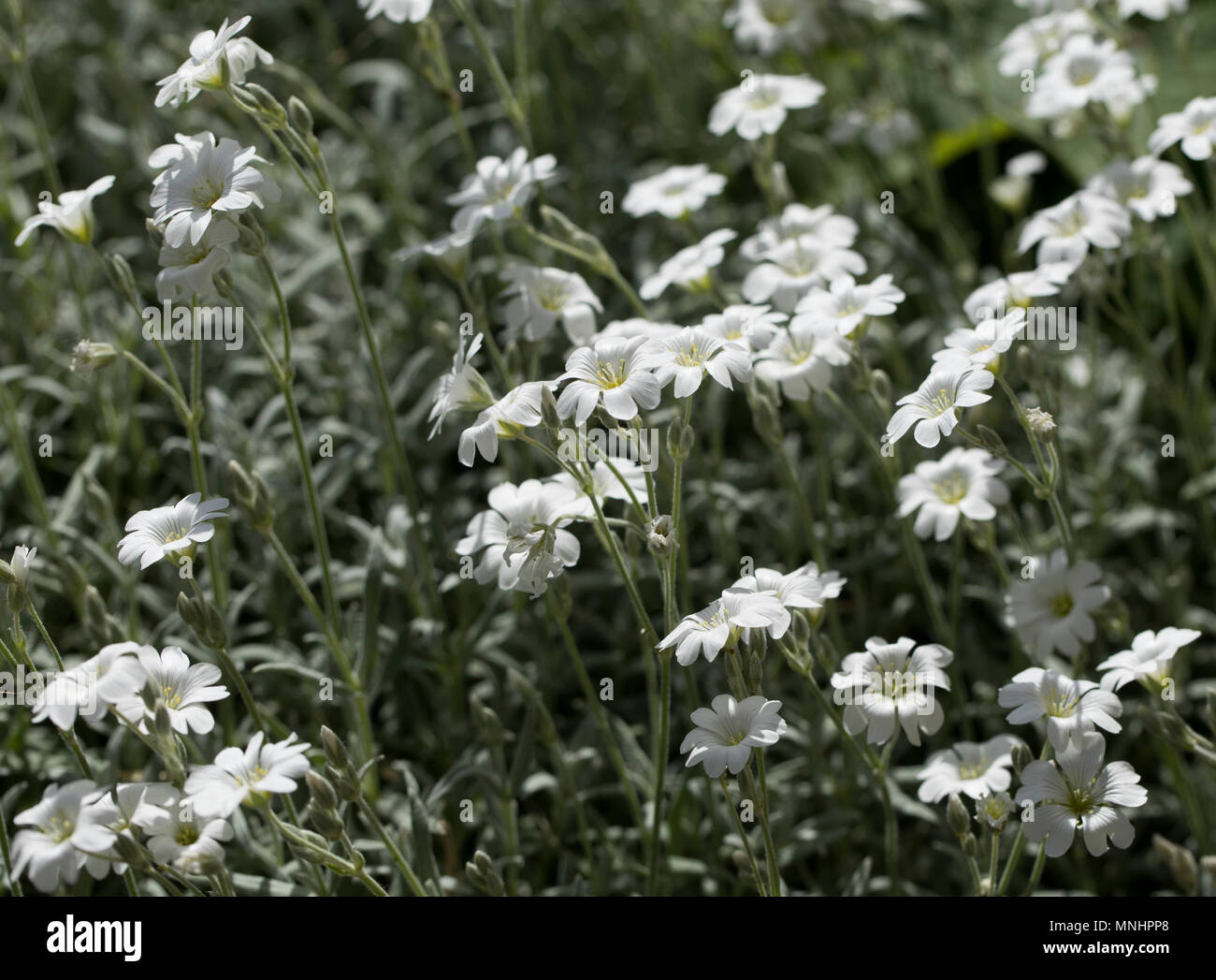 Cerastium tomentosum - neve in estate Foto Stock