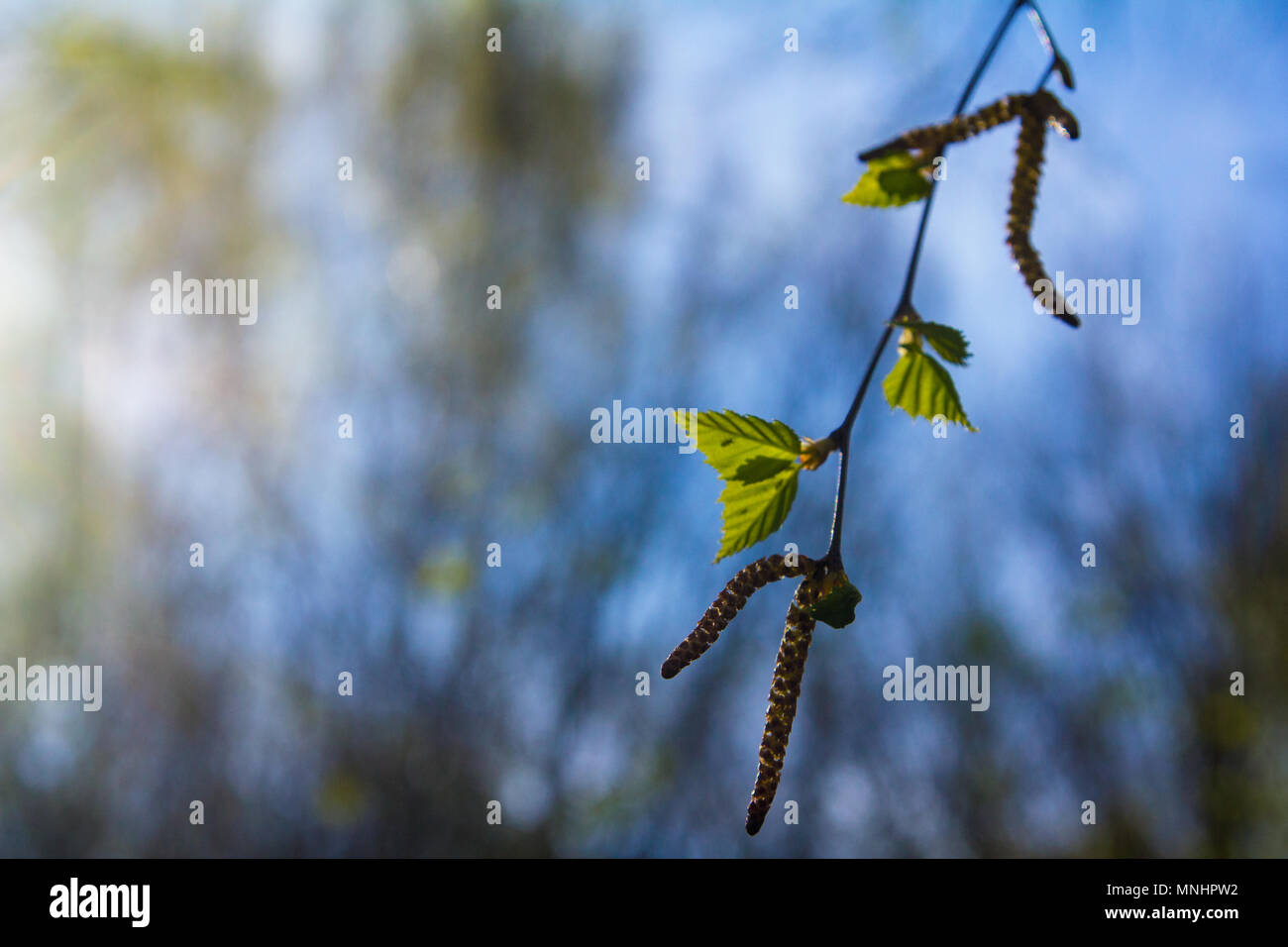 Primo verde Betulla foglie con semi su una molla giornata di sole contro il cielo blu Foto Stock