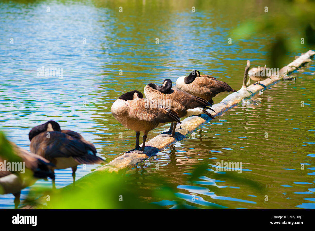 Un raggruppamento di Oche del Canada di raccogliere su un log che è caduto in una pozza, dormire mentre in piedi. Foto Stock