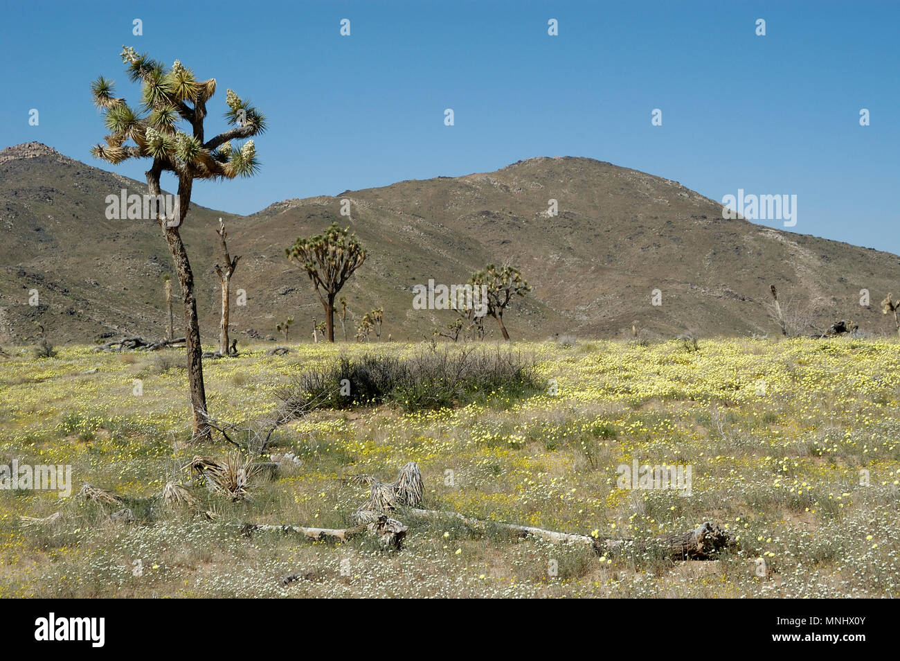 Joshua tree, Yucca brevifolia, Yucca Palm Desert tarassaco, Malacothrix glabrata, Bianco Tackstem, Calycoseris wrightii, fiori selvatici, Ingresso Ovest un Foto Stock