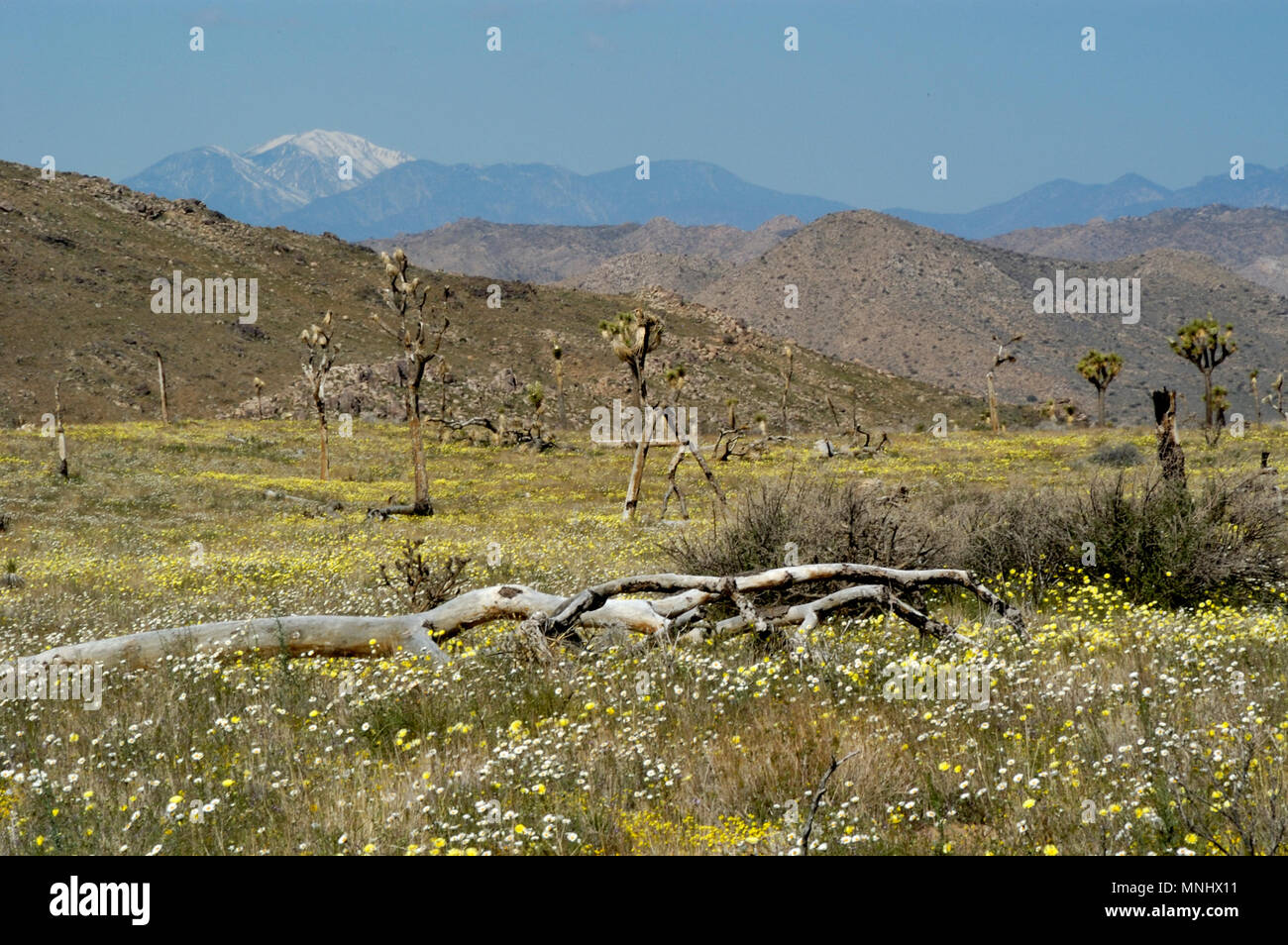 Joshua tree, Yucca brevifolia, Yucca Palm Desert tarassaco, Malacothrix glabrata, Bianco Tackstem, Calycoseris wrightii, fiori selvatici, 040410 0655 Foto Stock