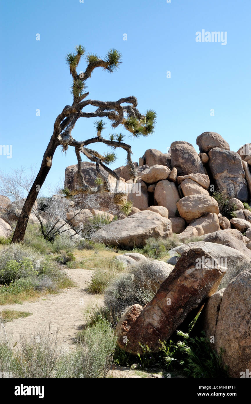 Joshua tree, Yucca brevifolia, Yucca palm, Monzogranite pila di rocce, fiori selvatici, Ingresso Ovest area, Joshua Tree National Park, CA 040410 0660 Foto Stock