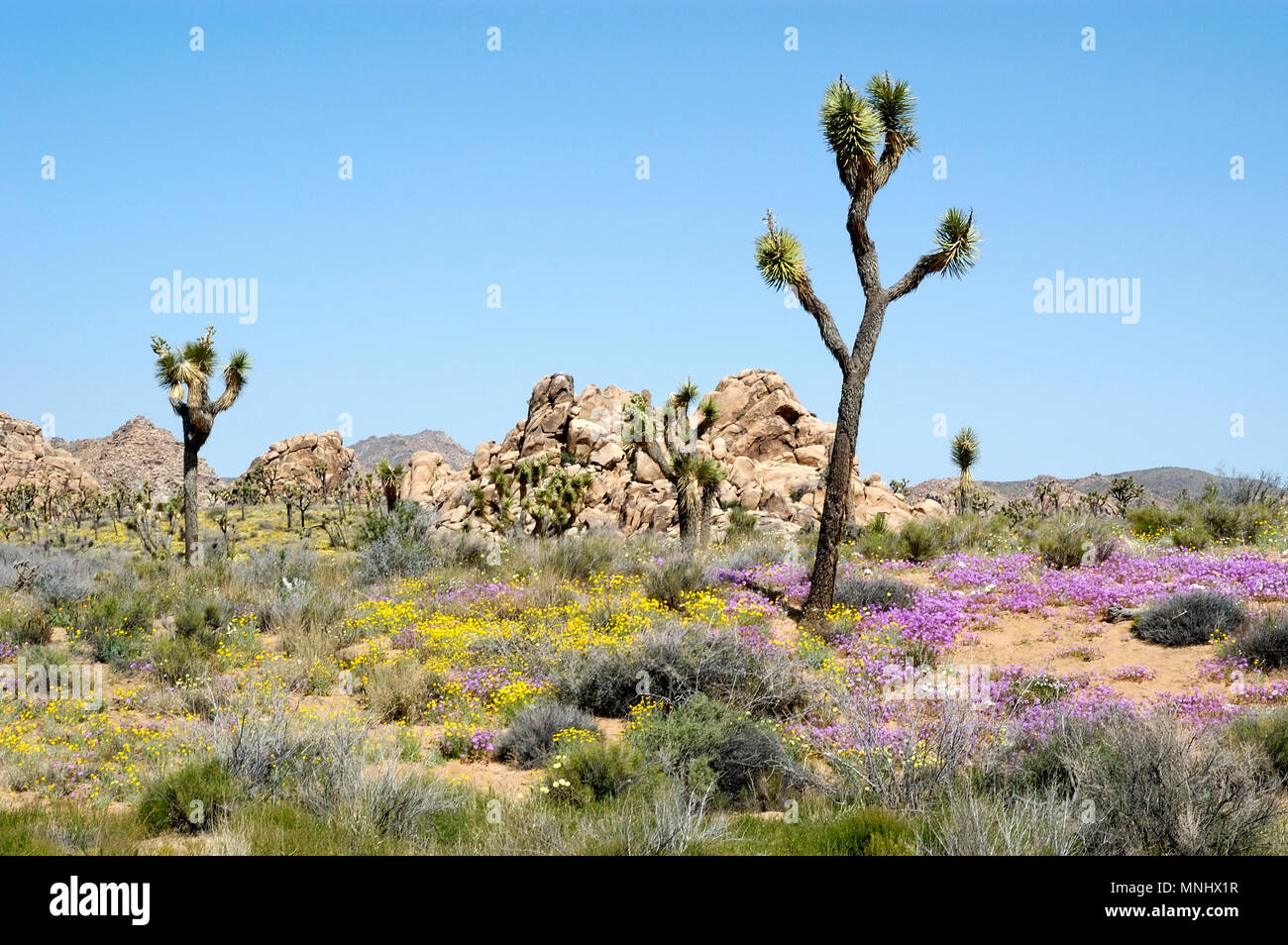 Joshua tree, Yucca brevifolia, Yucca palm, Monzogranite pila di rocce, sabbia Verbena, Abronia villosa, deserto tarassaco, Malacothrix glabrata, 040410 0662 Foto Stock