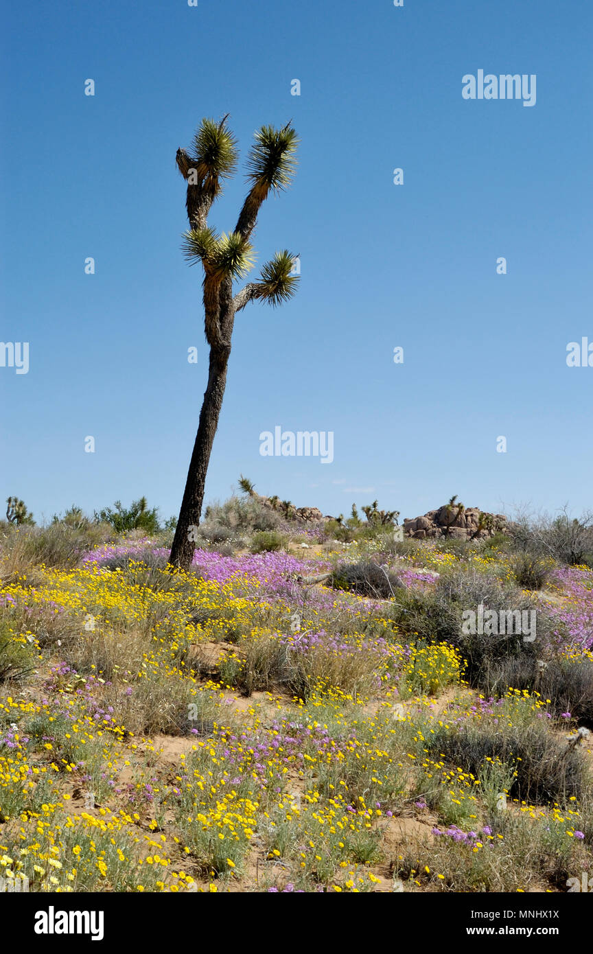 Alberi di Joshua, Yucca brevifolia, Yucca palm, fiori selvatici, deserto tarassaco, Malacothrix glabrata, sabbia Verbena, Abronia villosa, 040410 0665 Foto Stock