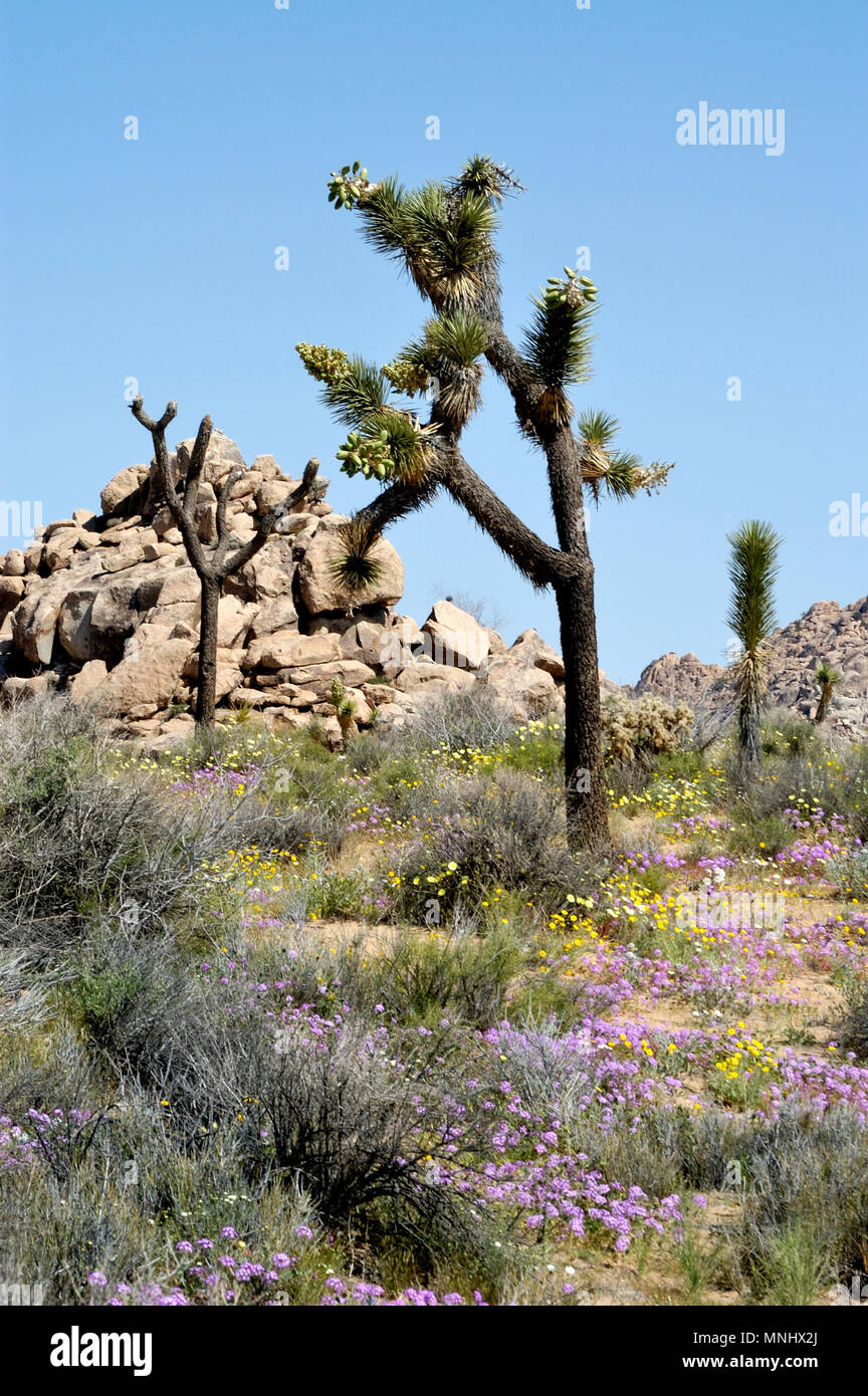 Joshua tree, Yucca brevifolia, Yucca palm, Monzogranite pila di rocce, sabbia Verbena, Abronia villosa, deserto tarassaco, Malacothrix glabrata, 040410 0675 Foto Stock