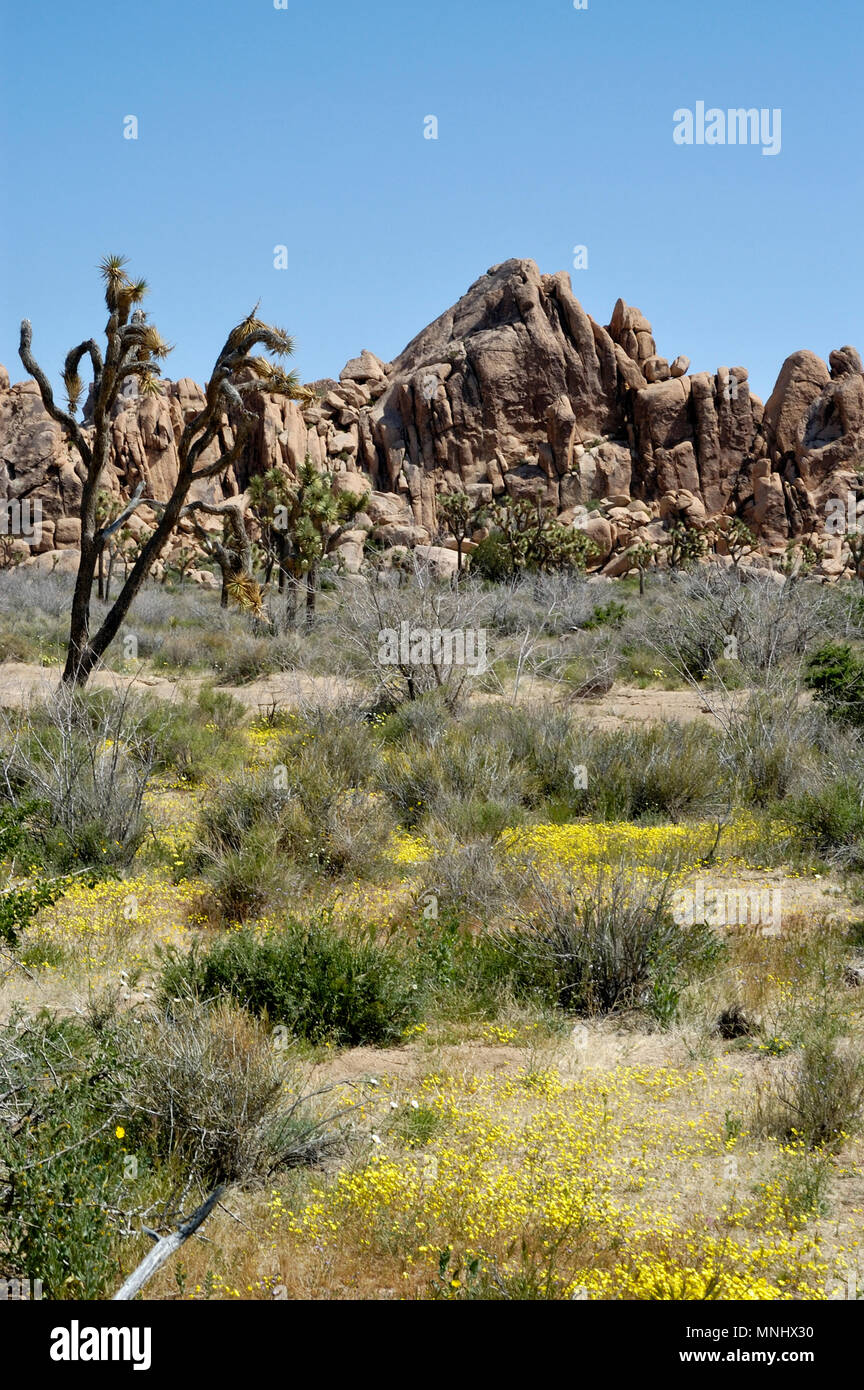 Alberi di Joshua, Yucca brevifolia, Monzogranite pila di rocce, Bianco Tackstem, Calycoseris wrightii, deserto tarassaco, Malacothrix glabrata, 040410 0677 Foto Stock