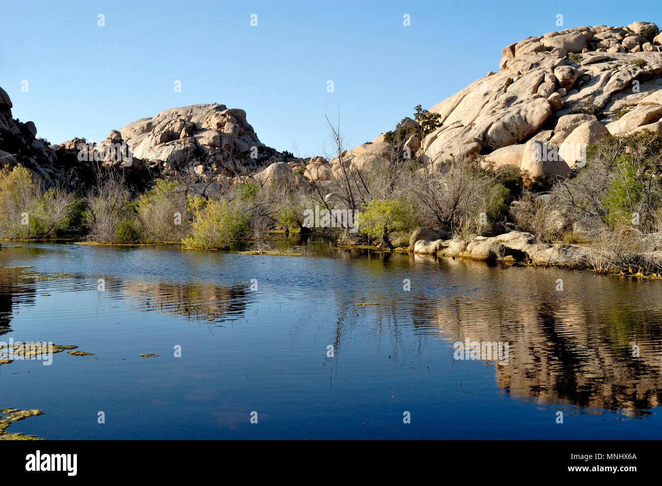 Barker Dam nature trail. Barker Lago del serbatoio, Big Horn Dam, Joshua Tree National Park, CA 040410_0727 Foto Stock
