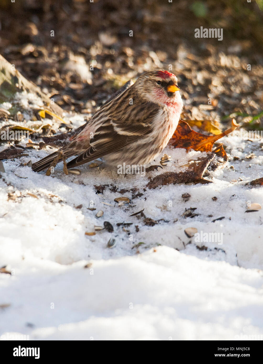 REDPOLL comune in cerca di cibo,2017 Foto Stock