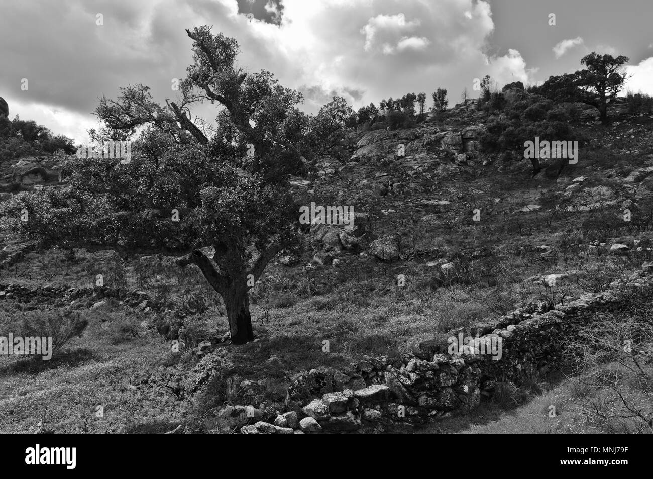 Montagna del villaggio storico di Monsanto in Portogallo Foto Stock