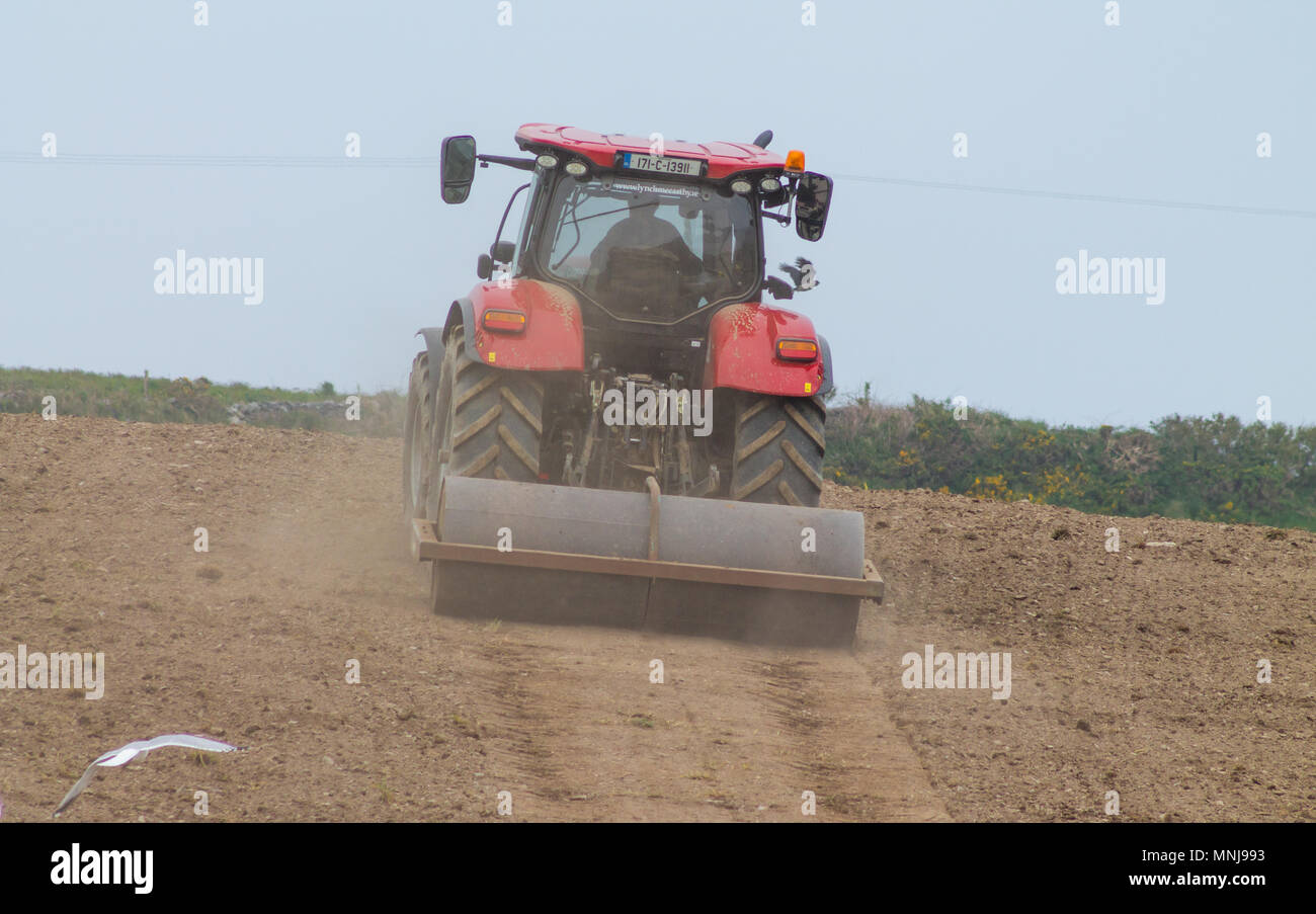 Agricoltore laminazione di un campo in una fattoria in Irlanda, con un rullo pesante trainato da un trattore prima della semina di una coltivazione di grano. Foto Stock