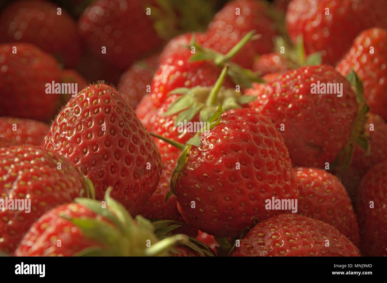 Fragole, fresche, rosso, profumata e succosa, appena raccolto mazzetto di frutti, fotografati nella luce del mattino Foto Stock