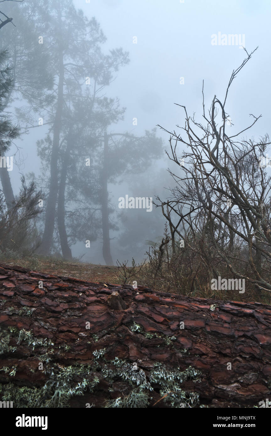 La foresta e la nebbia nella Serra da Estrela. Portogallo Foto Stock