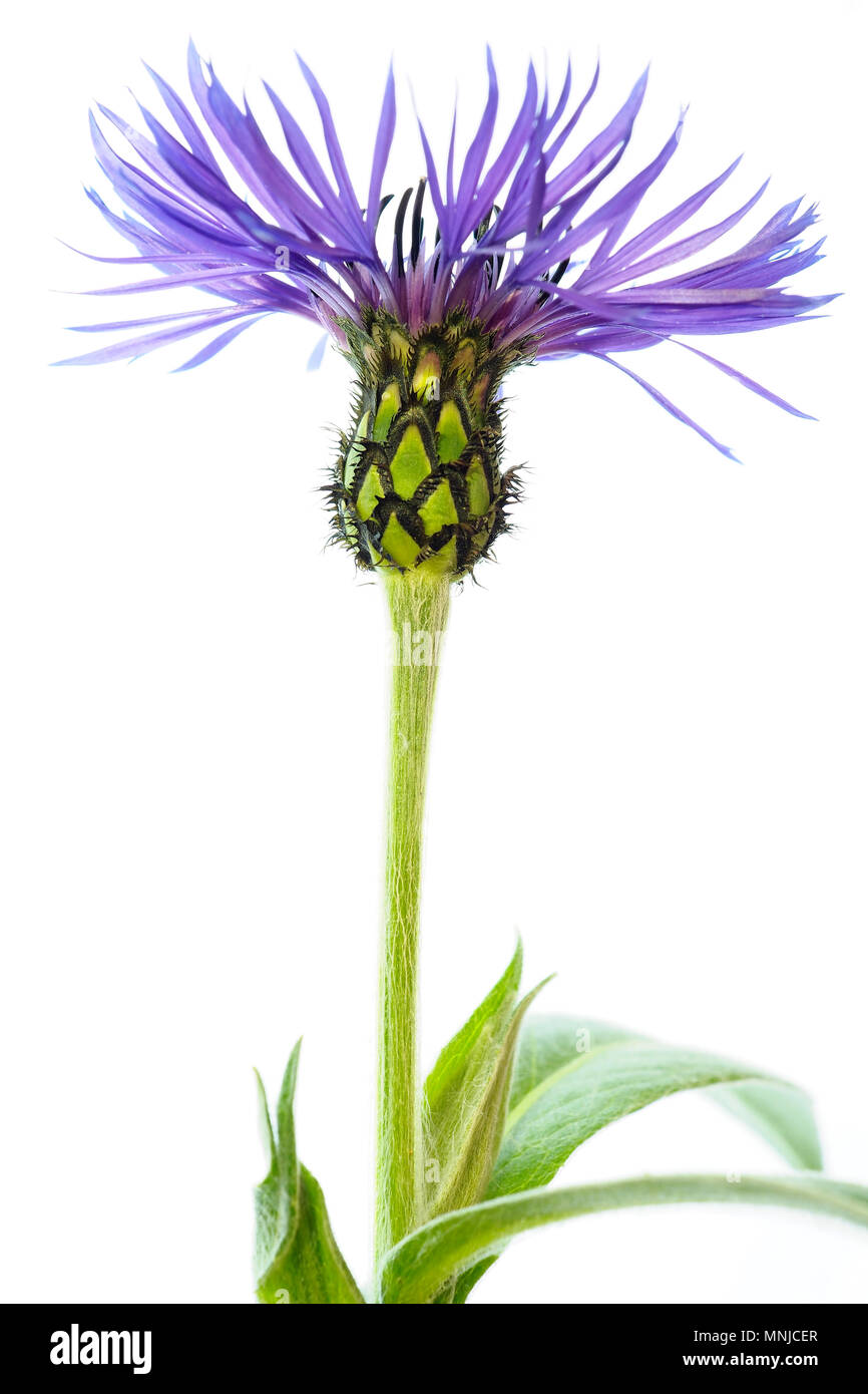 Unico thistle come flower su sfondo bianco Foto Stock