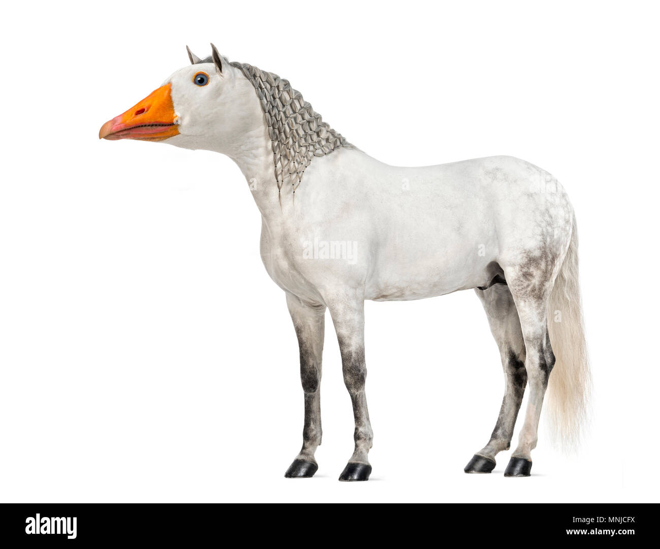 Chimera con un maschio di cavallo andaluso e una faccia di un oca contro uno sfondo bianco Foto Stock
