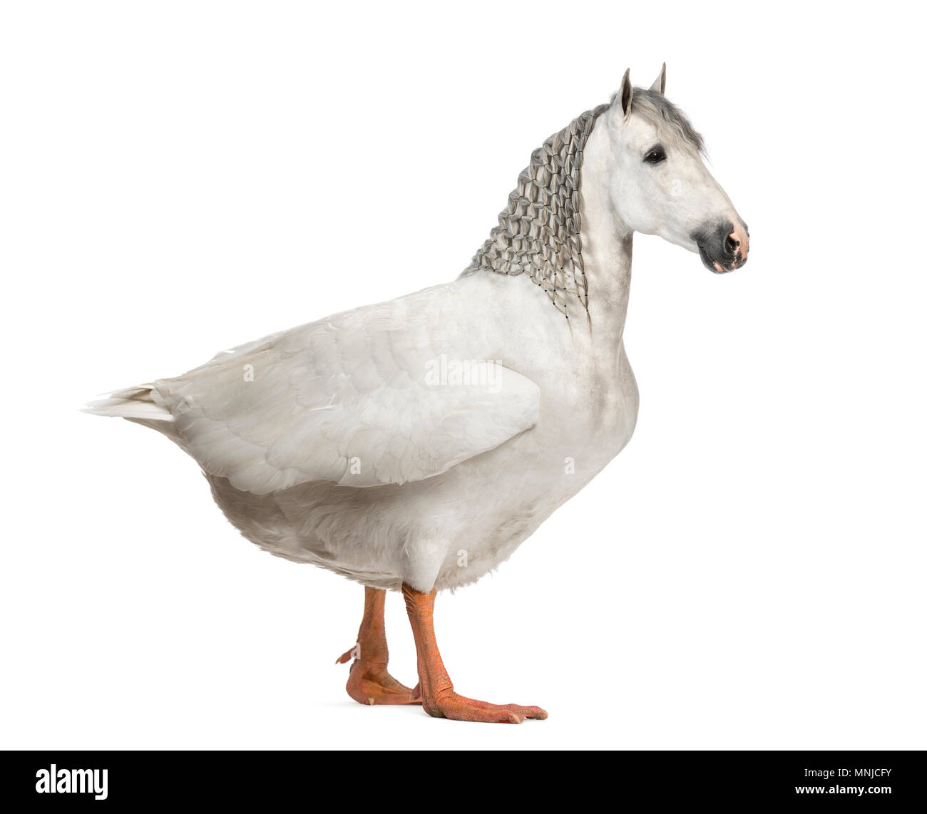Chimera con un cavallo e un corpo di un oca contro uno sfondo bianco Foto Stock