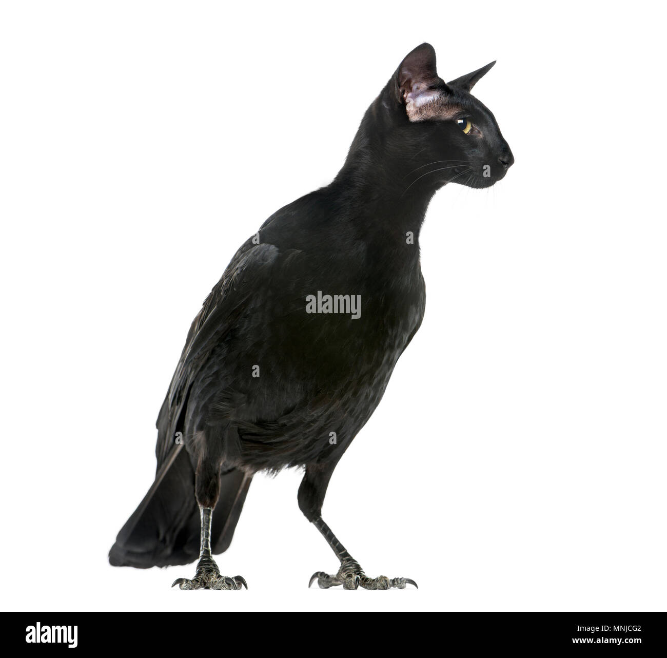 Chimera con Carrion Crowand una testa di Oriental Shorthair gatto su sfondo bianco Foto Stock